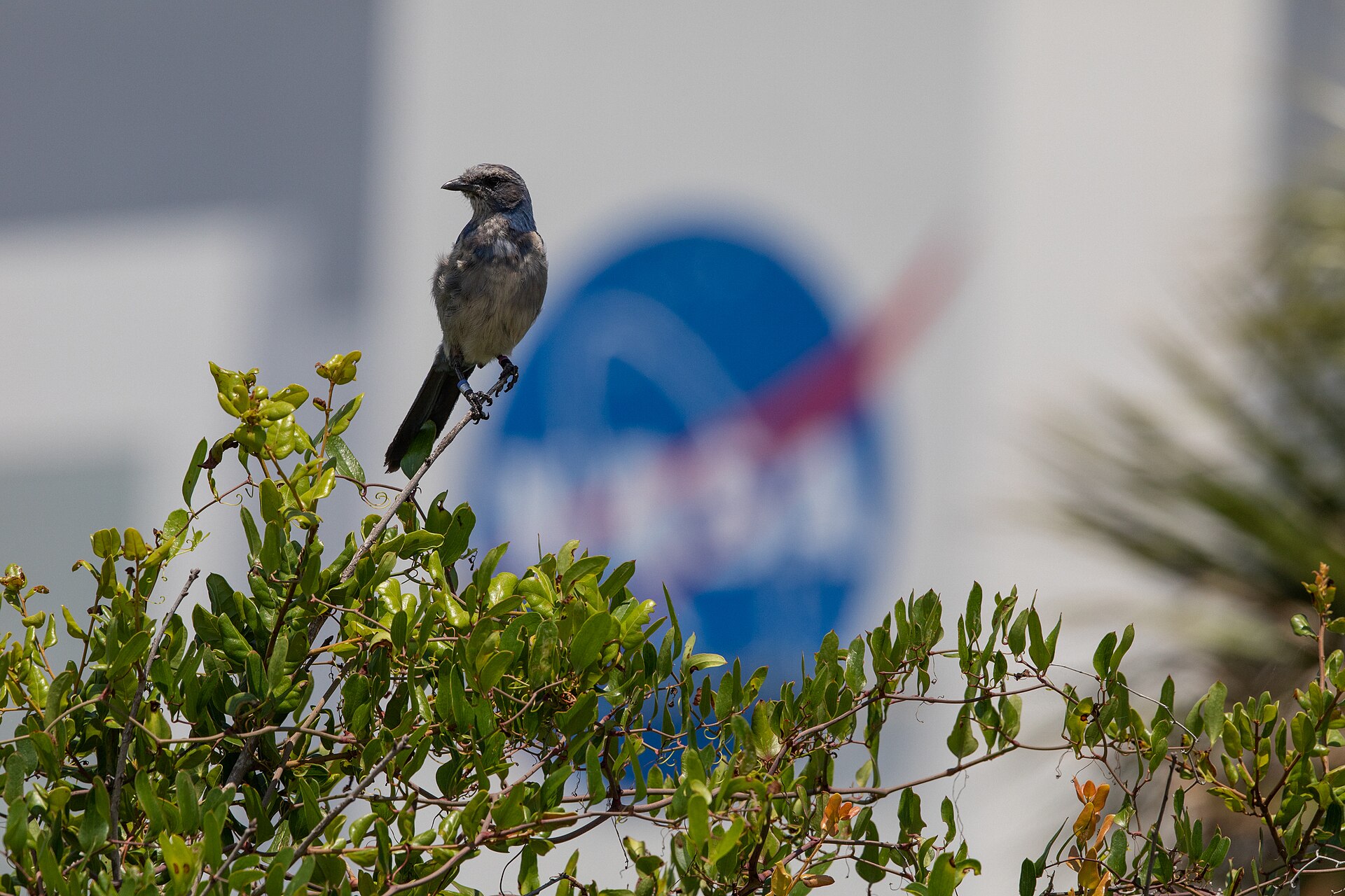 Island Scrub-Jay ()