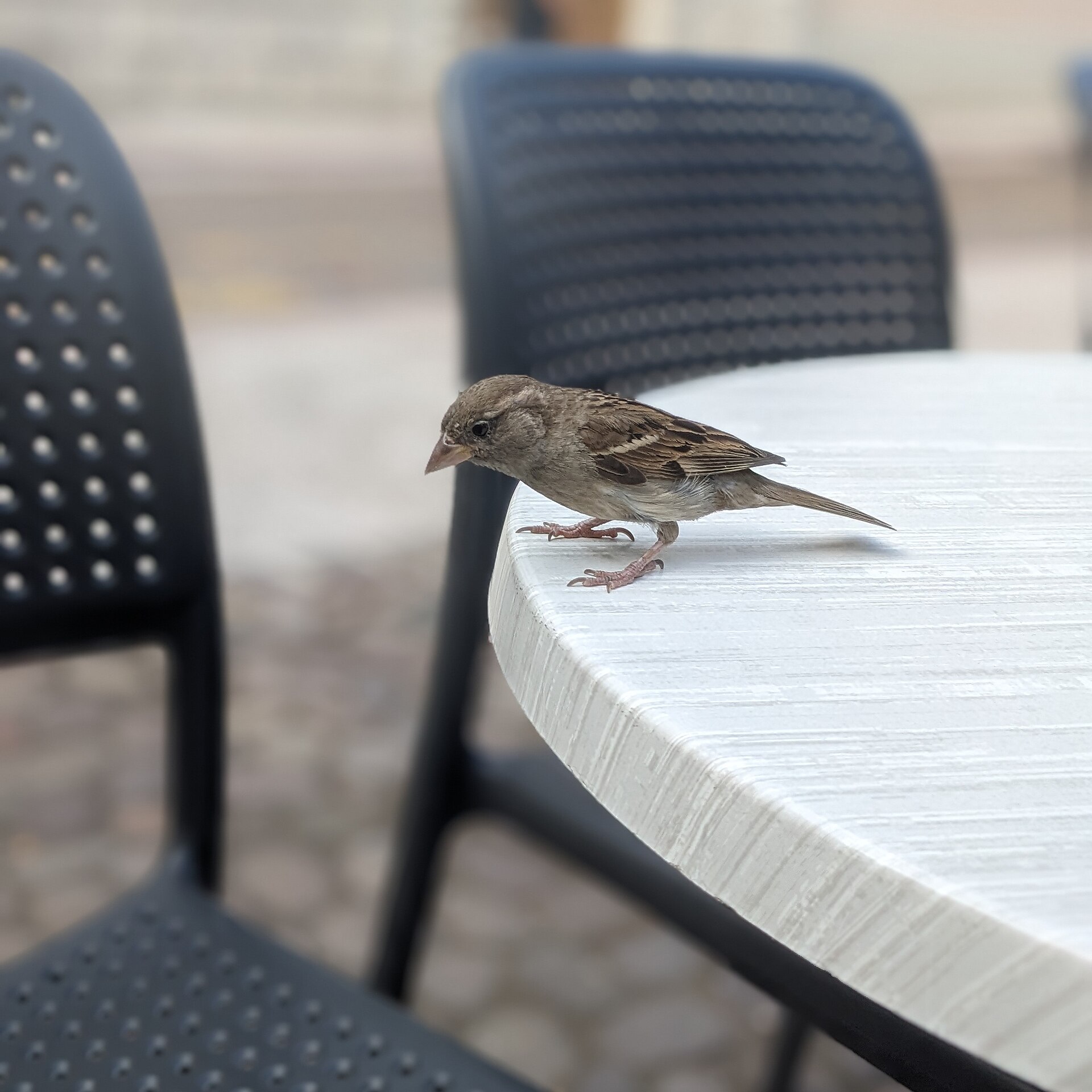 Italian Sparrow (Passer italiae)
