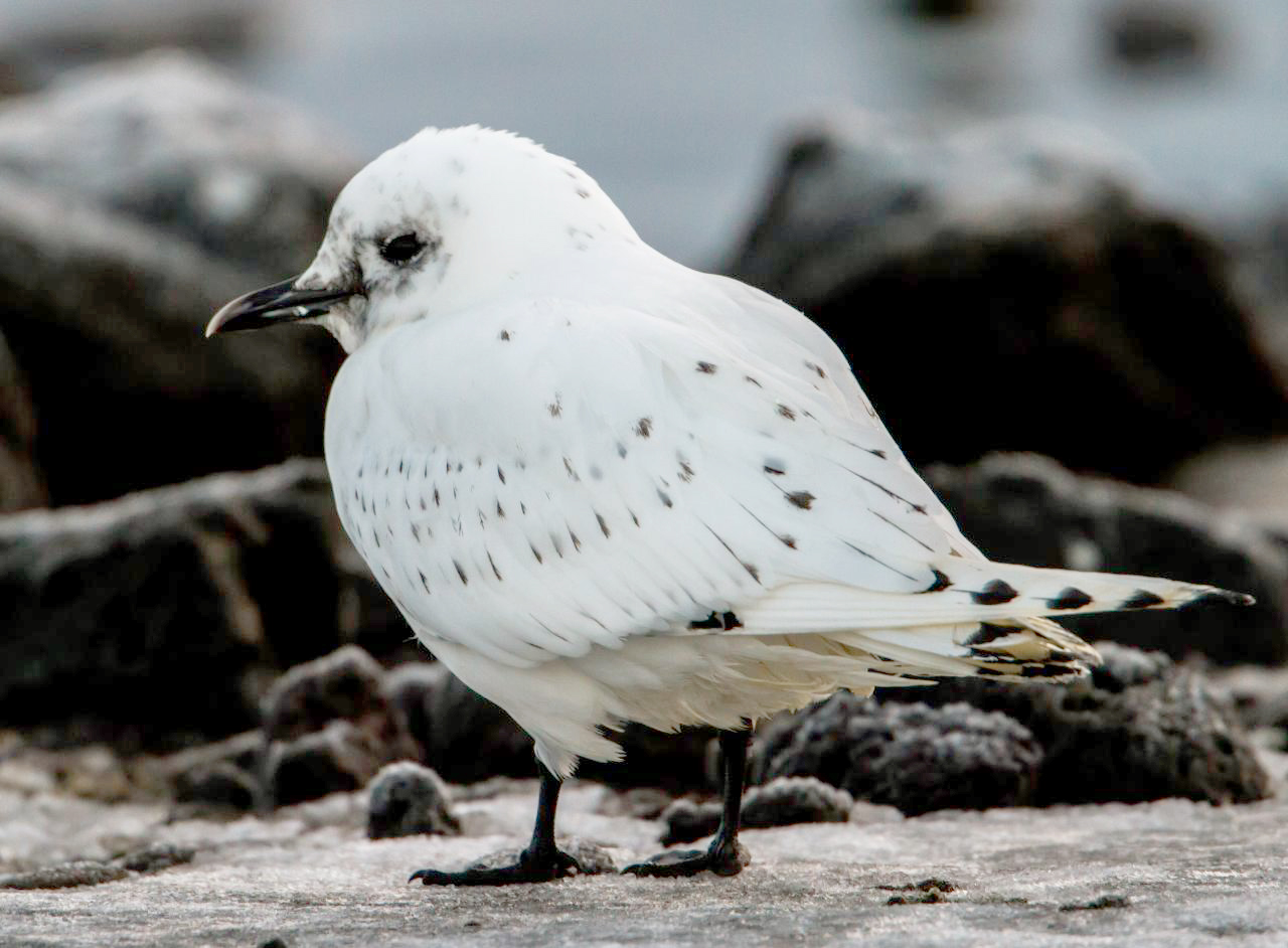 Ivory Gull Ivory Gull (Pagophila eburnea)