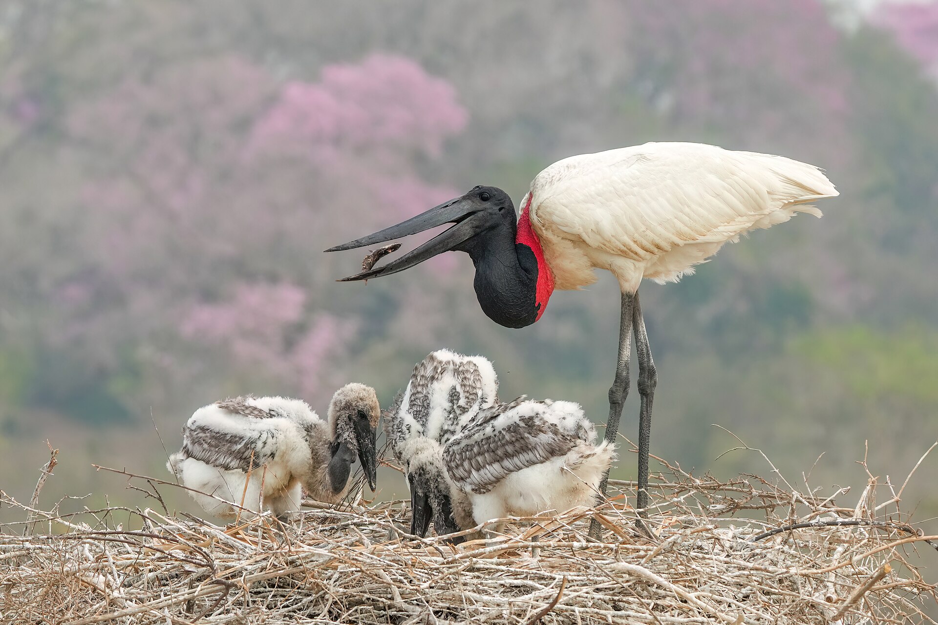 Jabiru Stork (Jabiru mycteria)