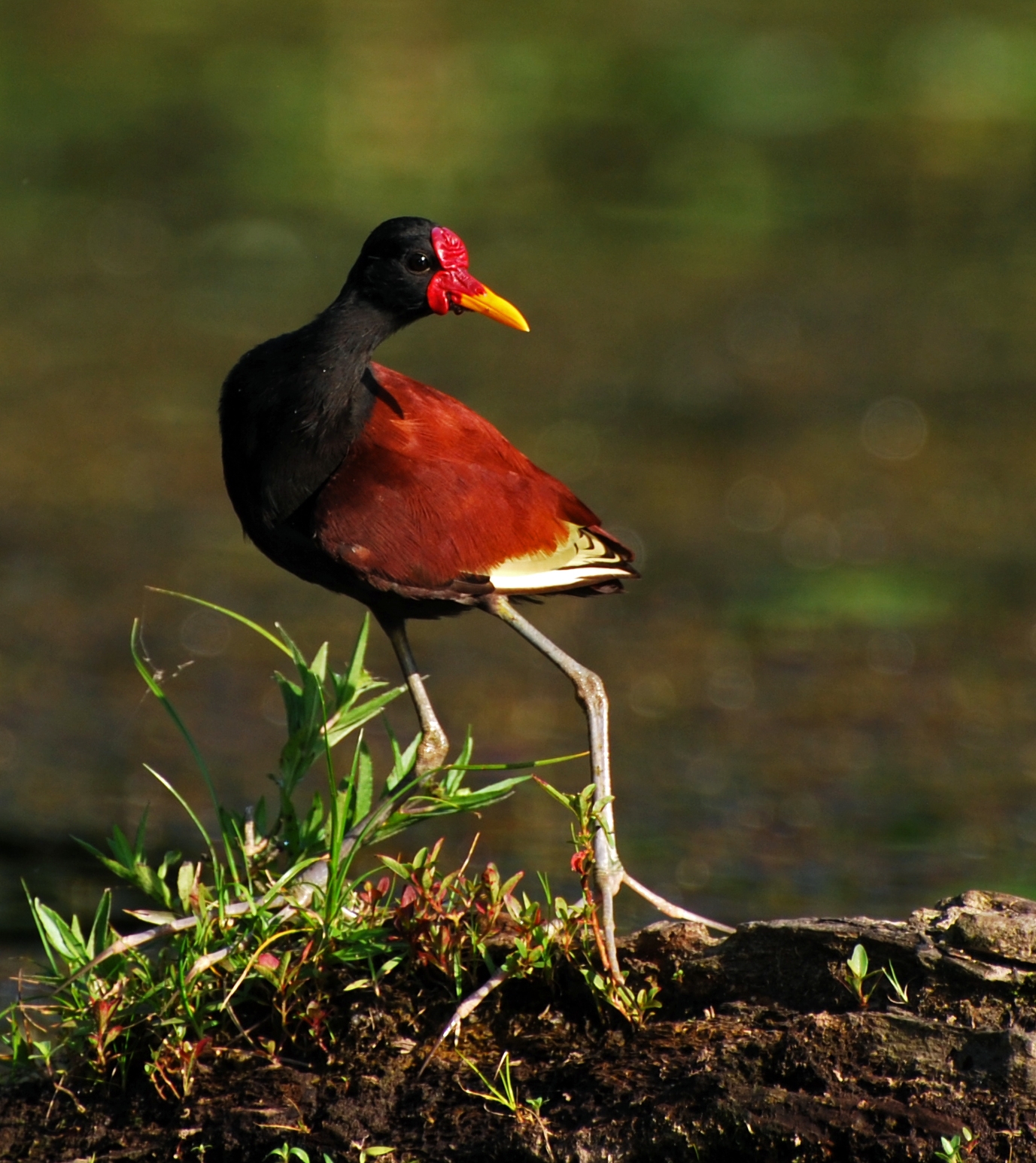 Jacana (Jacana jacana)