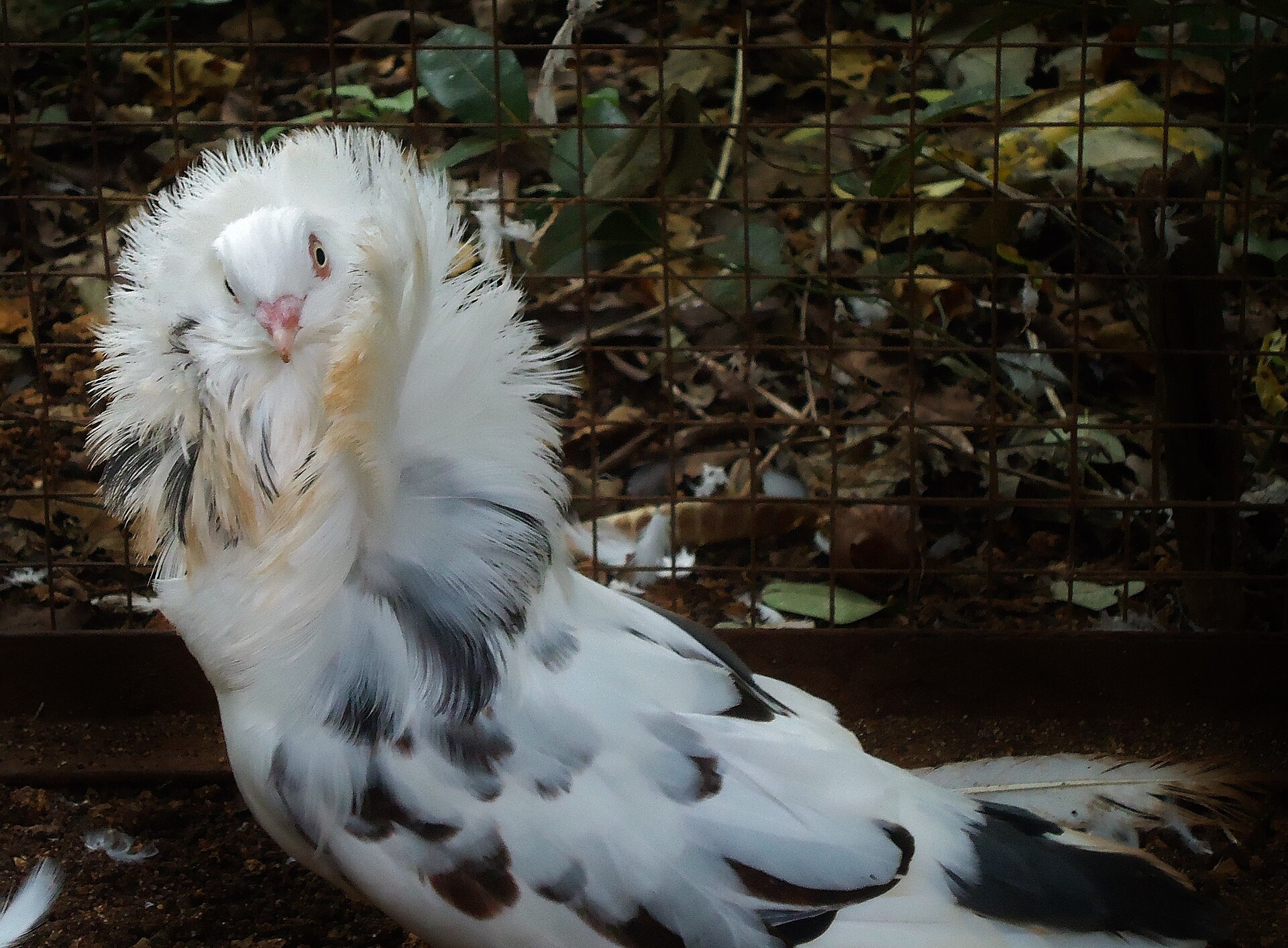 Jacobin Pigeon Jacobin Pigeon ()