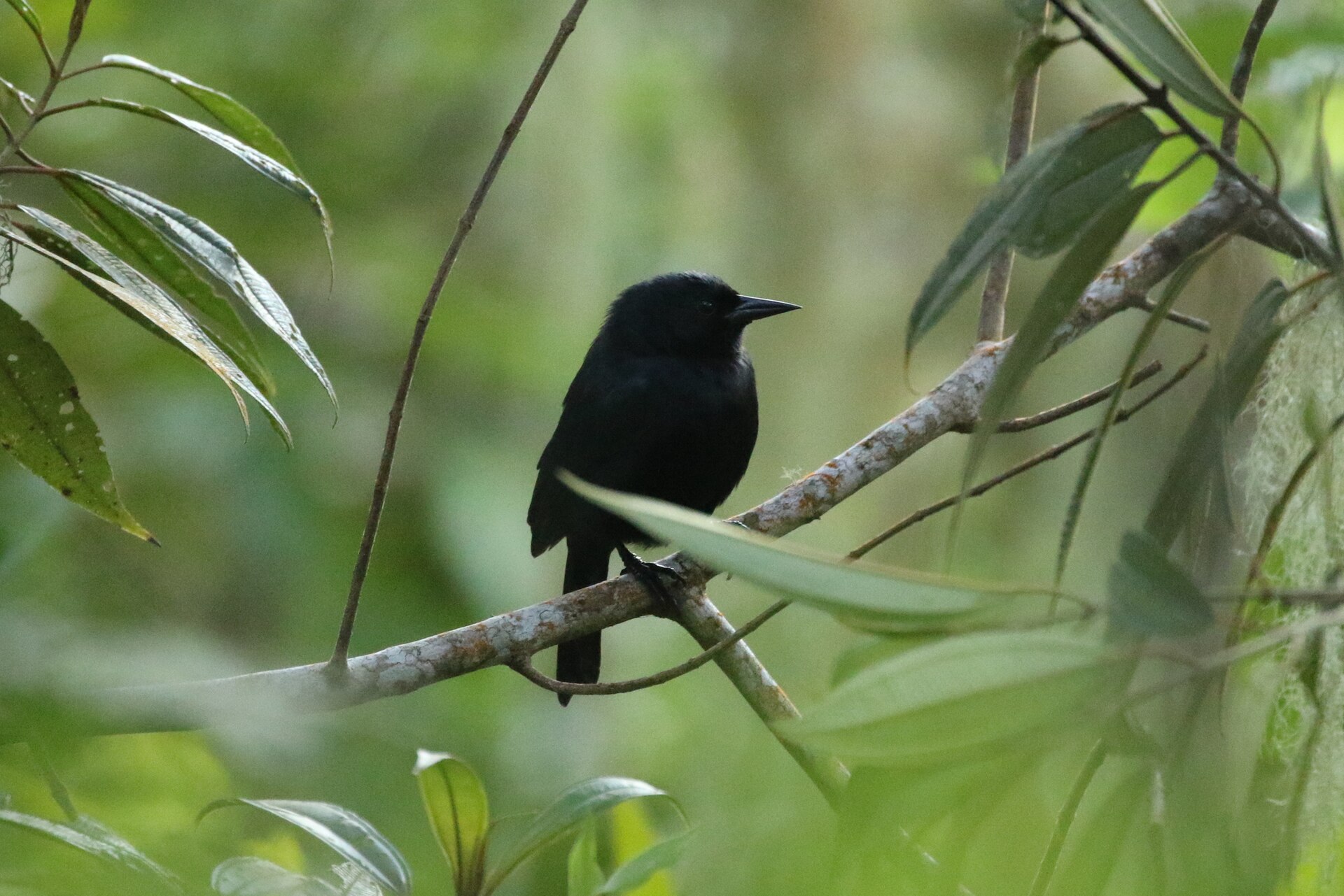 Jamaican Blackbird (Nesopsar nigerrimus)