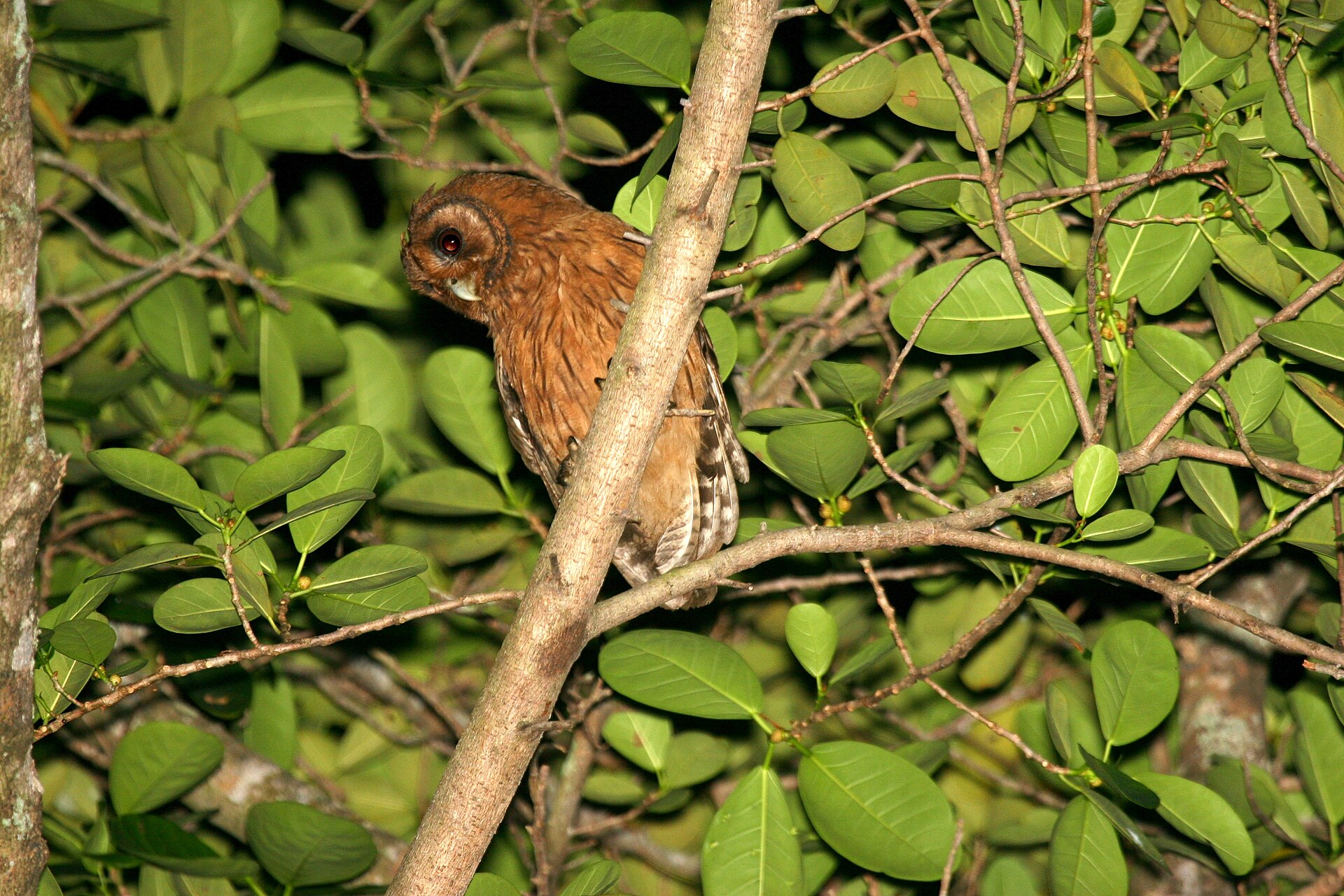 Jamaican Owl ()