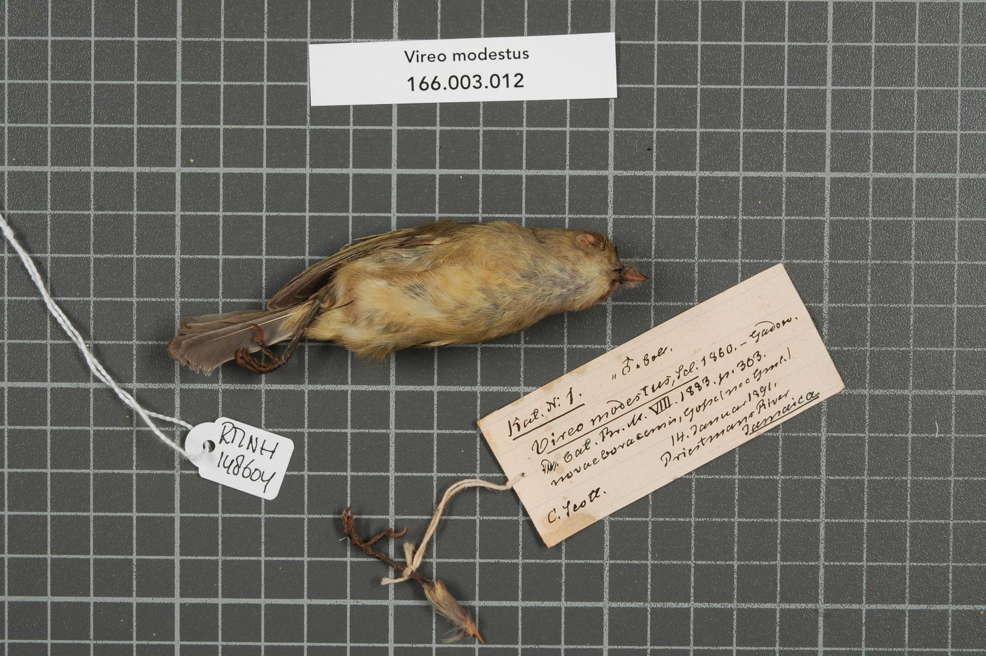 Jamaican Vireo ()