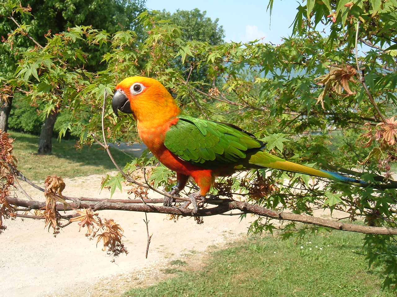 Jandaya Parakeet (Aratinga jandaya)