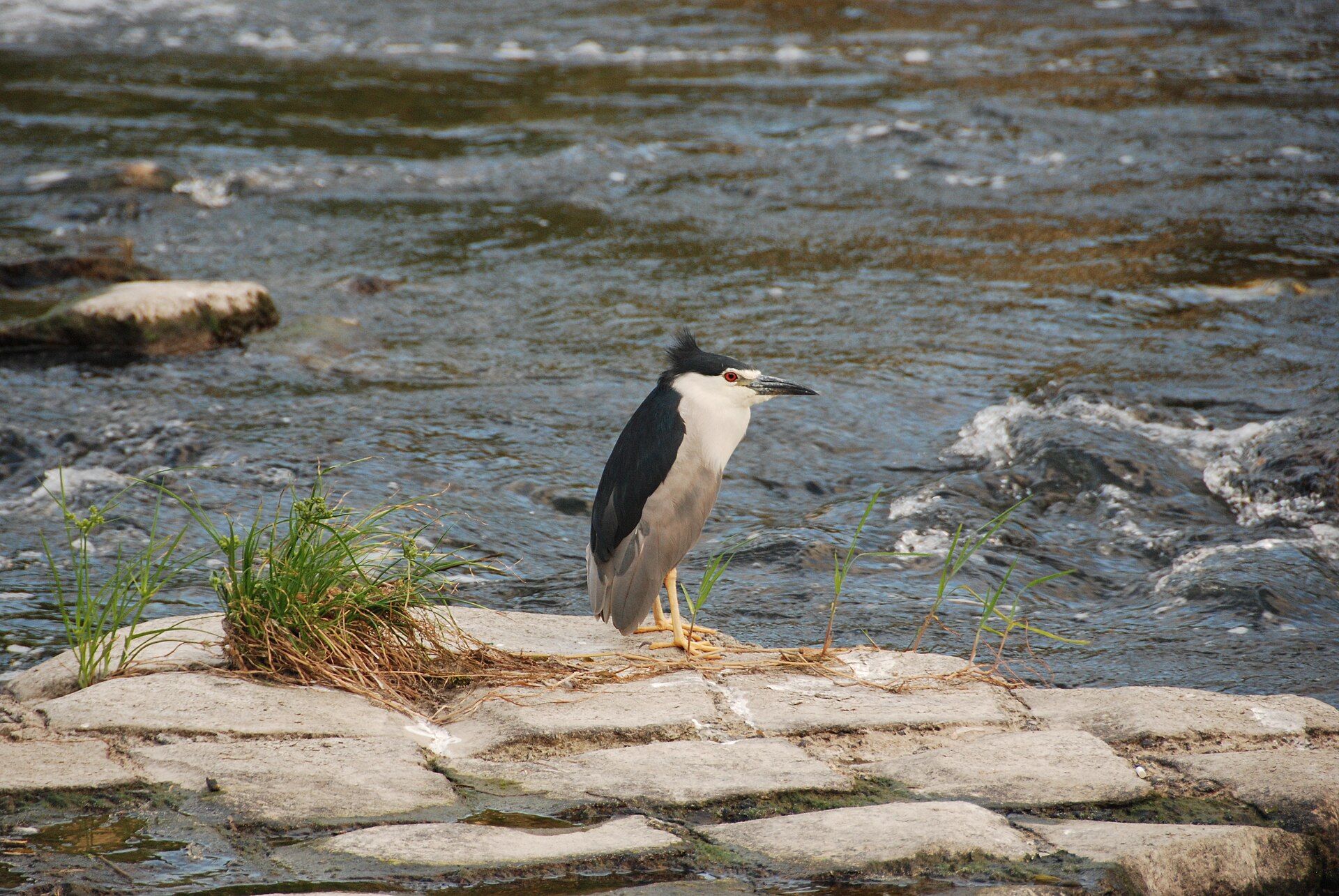 Japanese Night Heron (Nycticorax goisagi)