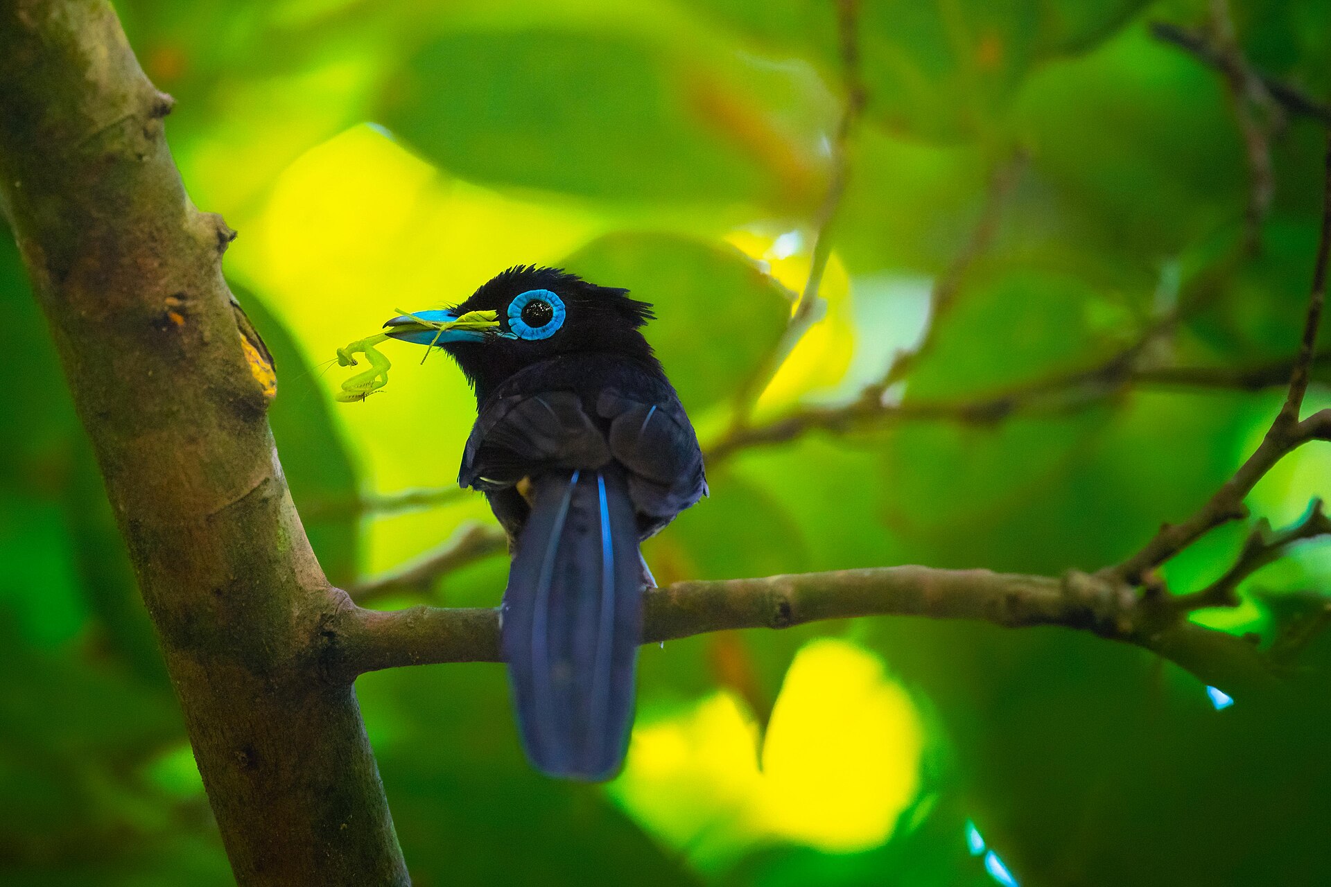 Japanese Paradise Flycatcher ()