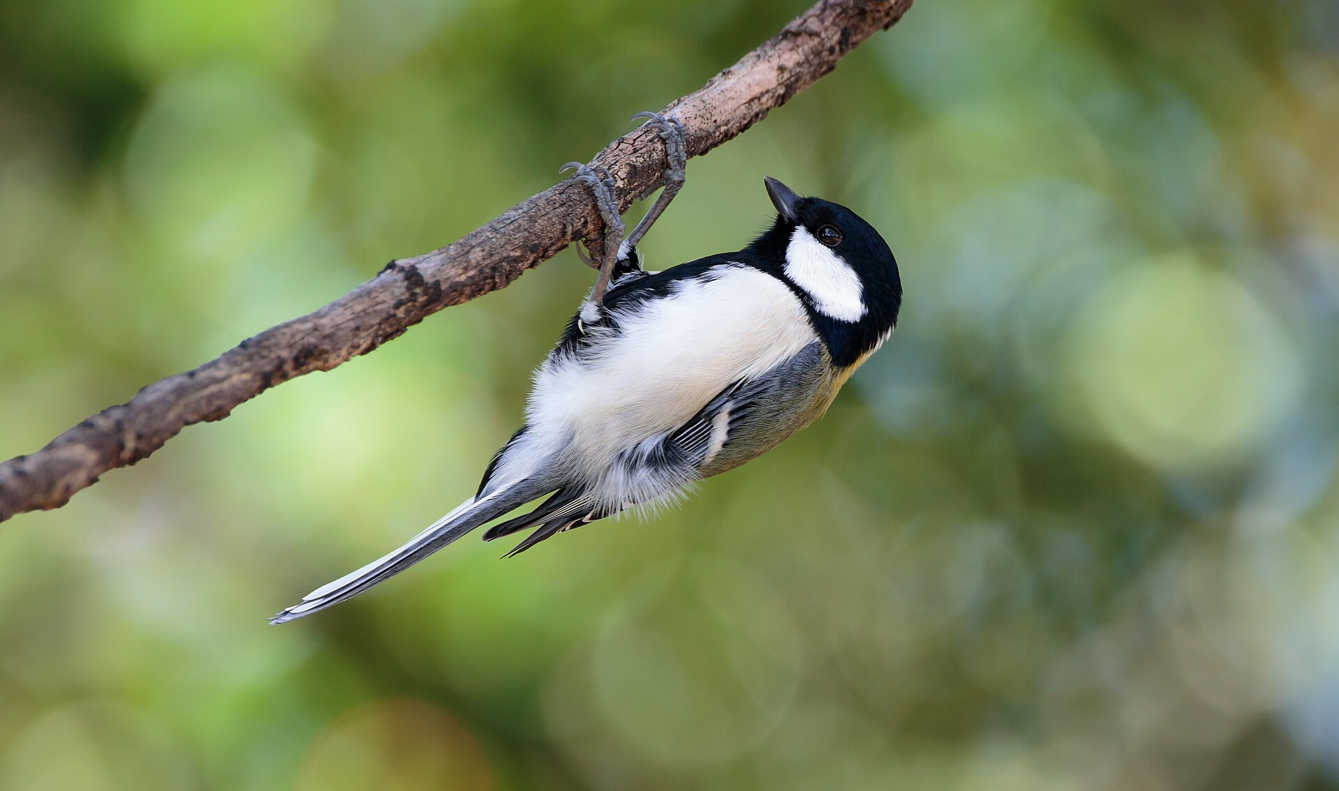 Japanese Tit (Parus minor)