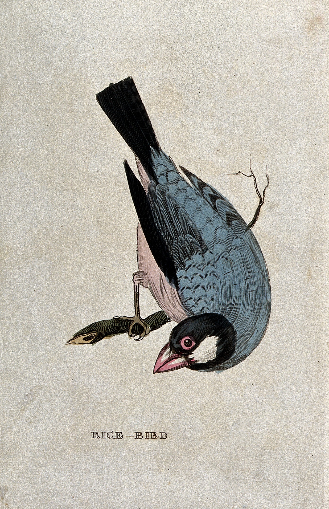 Java Finch Java Finch ()