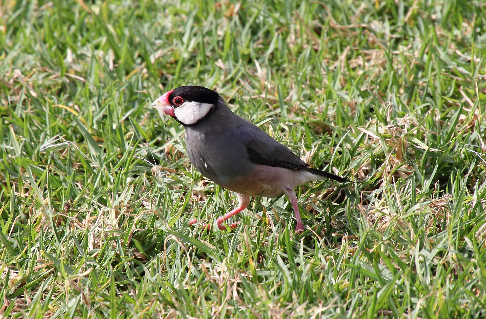 Java Sparrow Java Sparrow (Lonchura oryzivora)