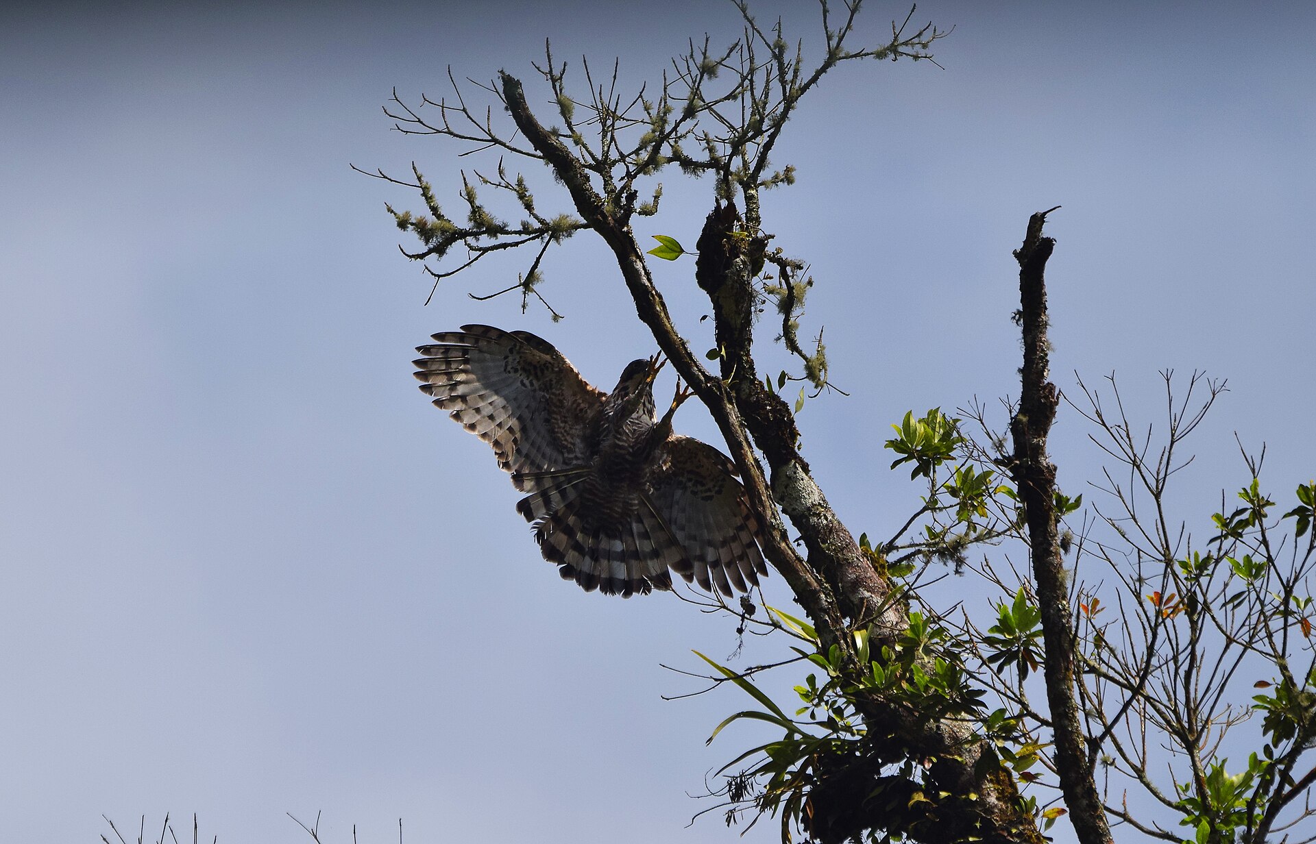 Javan Hawk-Eagle Javan Hawk-Eagle (Spizaetus bartelsi)