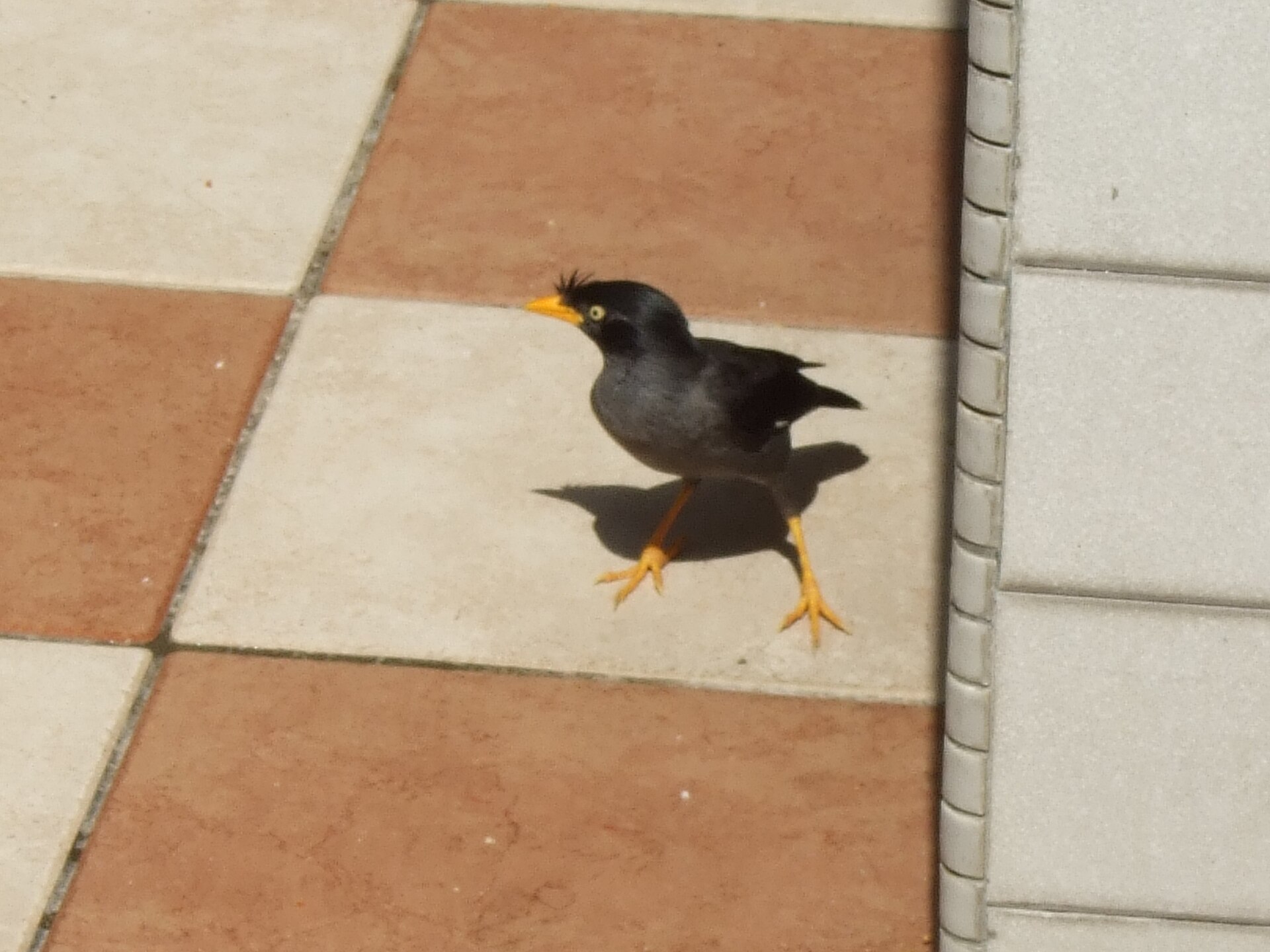 Javan Myna (Acridotheres javanicus)