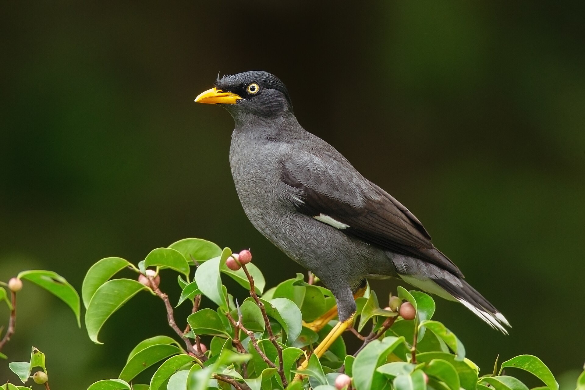 Javan Mynah ()