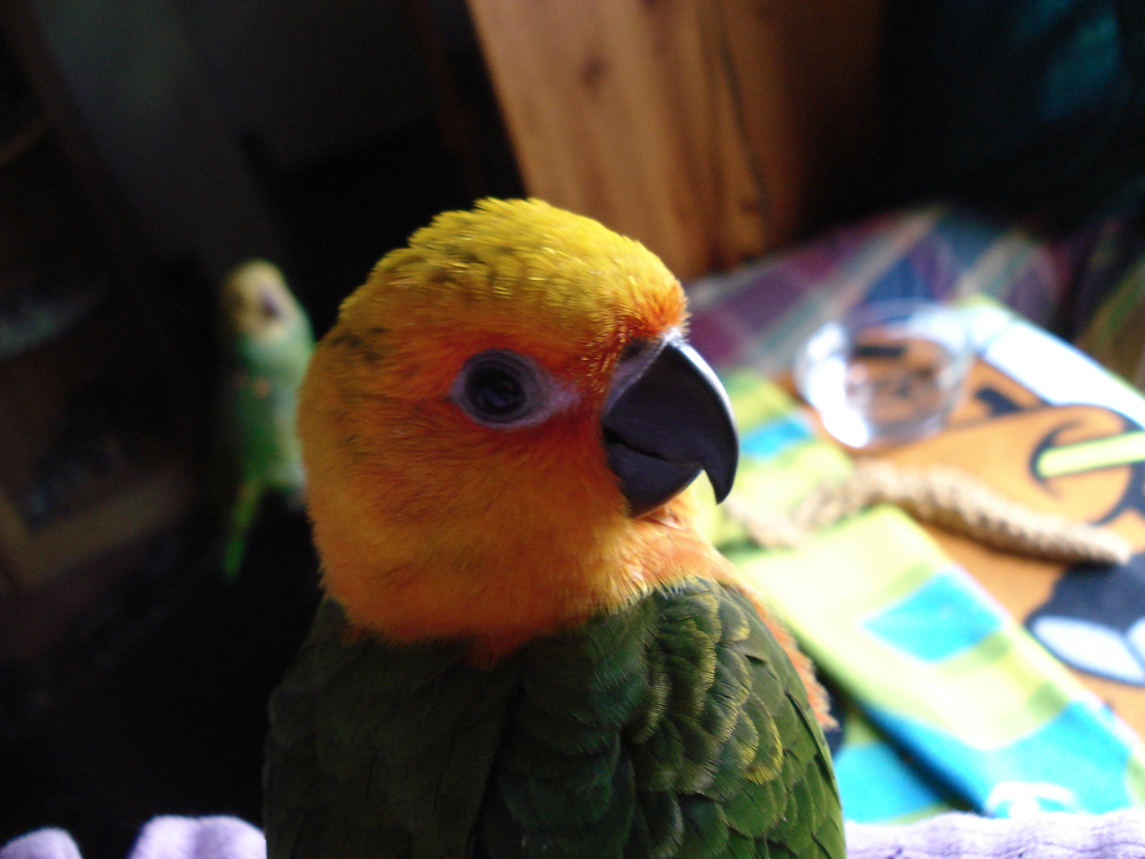 Jenday Conure (Aratinga jandaya)