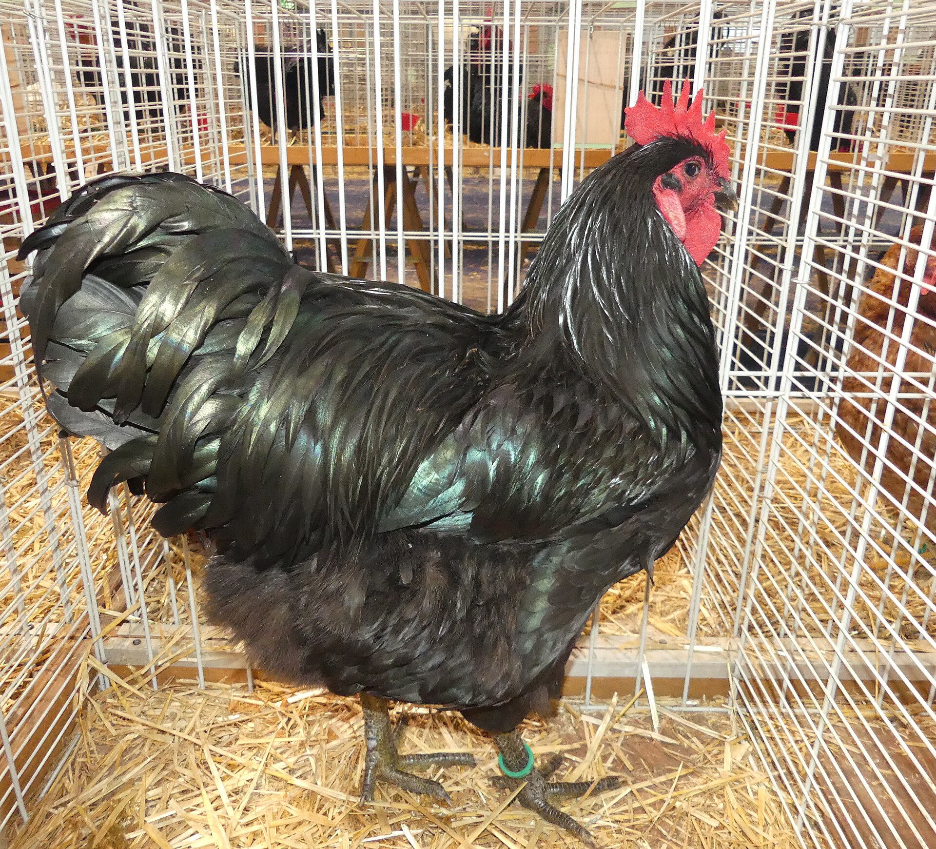 Jersey Giant Chicken Jersey Giant Chicken ()