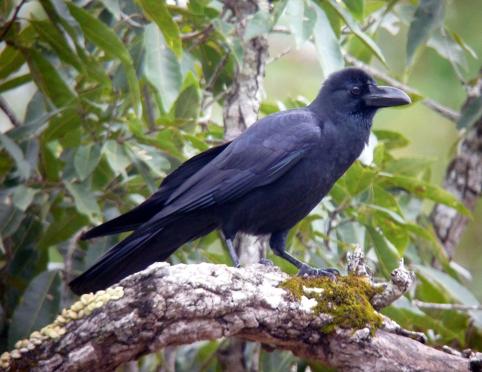 Jungle Crow Jungle Crow (Corvus culminatus)