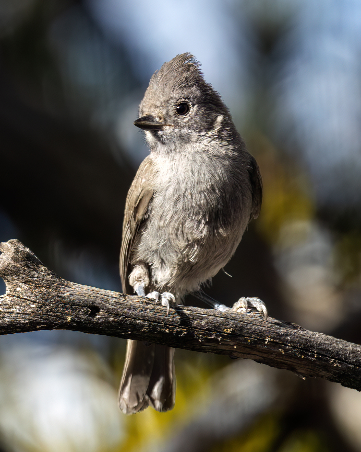 Juniper Titmouse ()