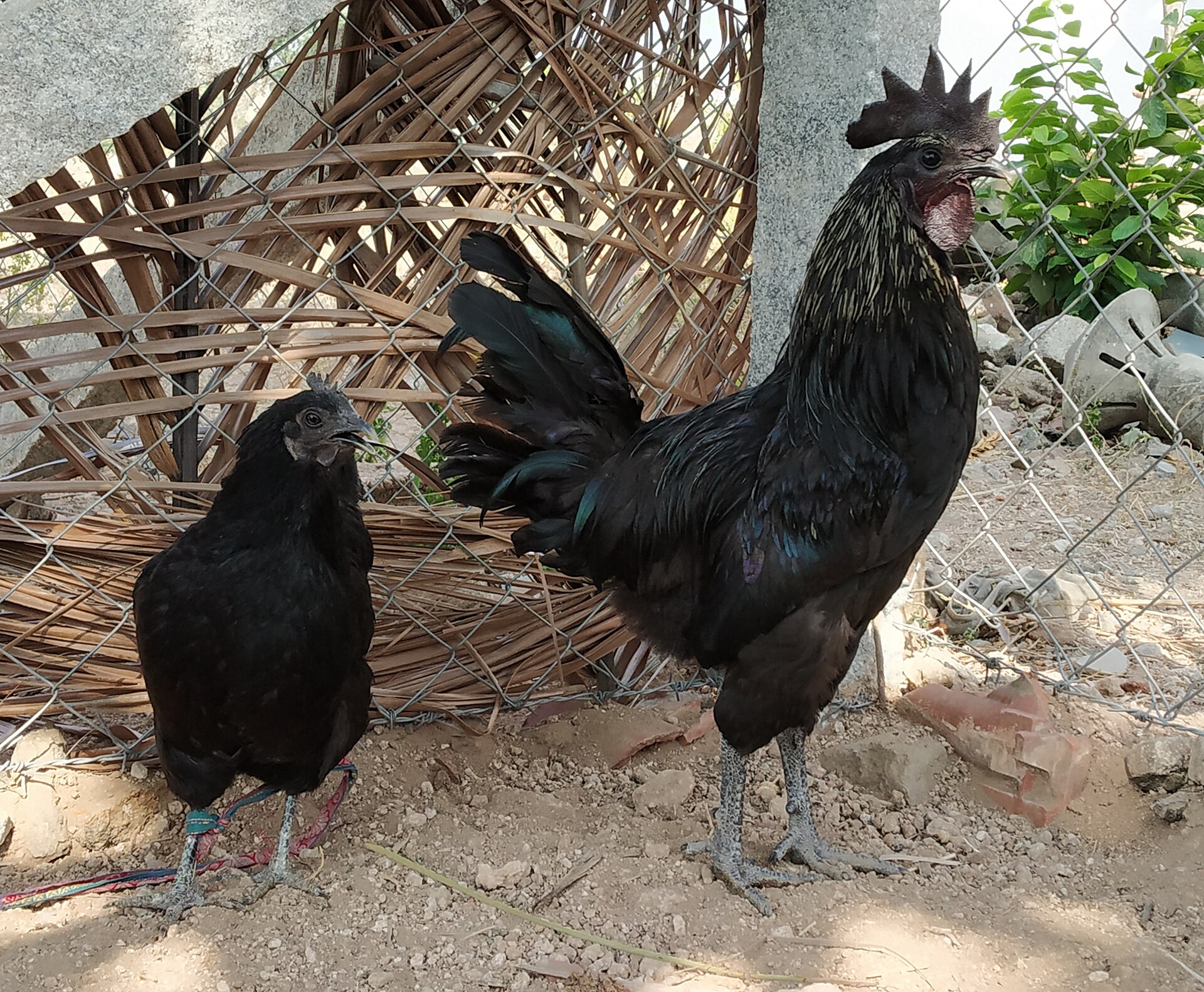 Kadaknath Chicken ()