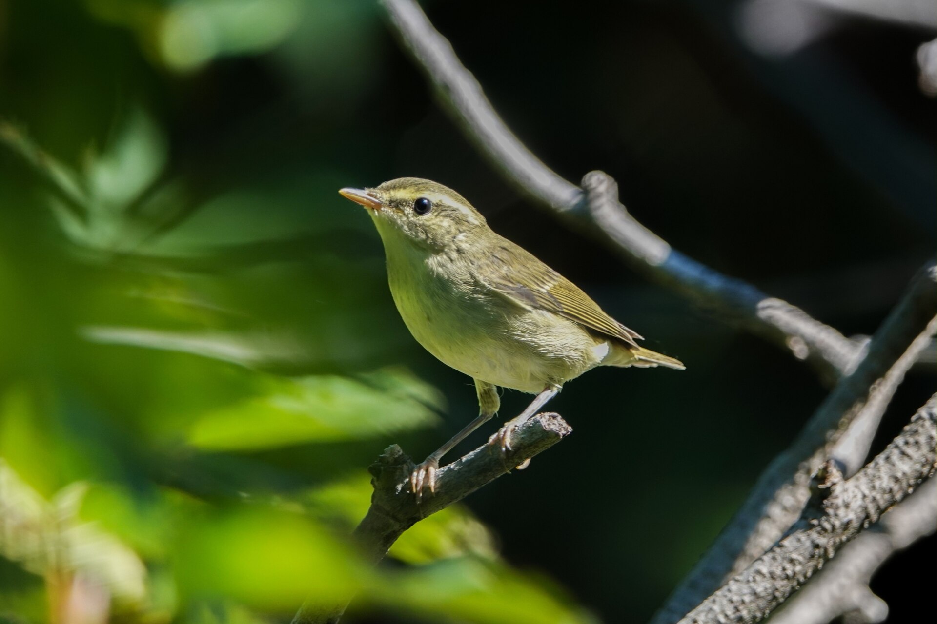 Kamchatka Leaf Warbler Kamchatka Leaf Warbler ()