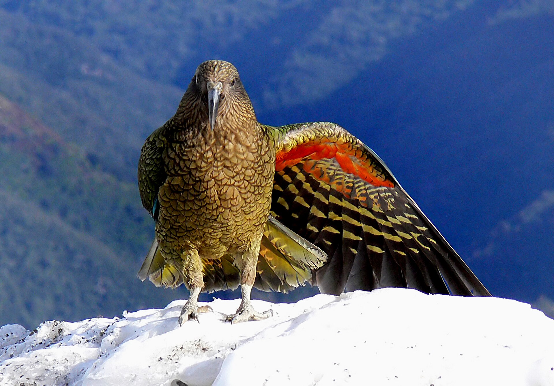 kea parrot