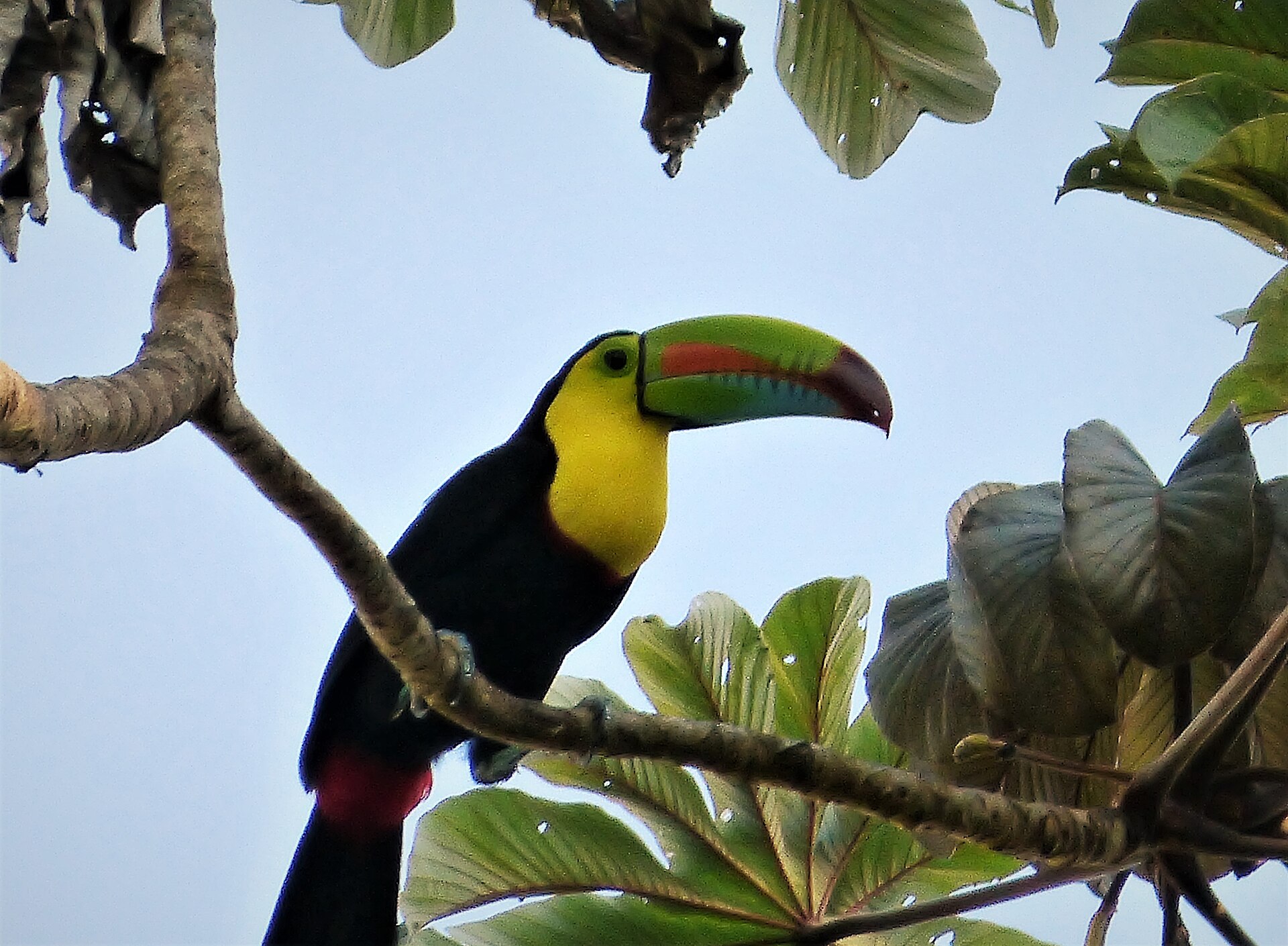 Keel-billed Toucan (Wodyetia bifurcata)