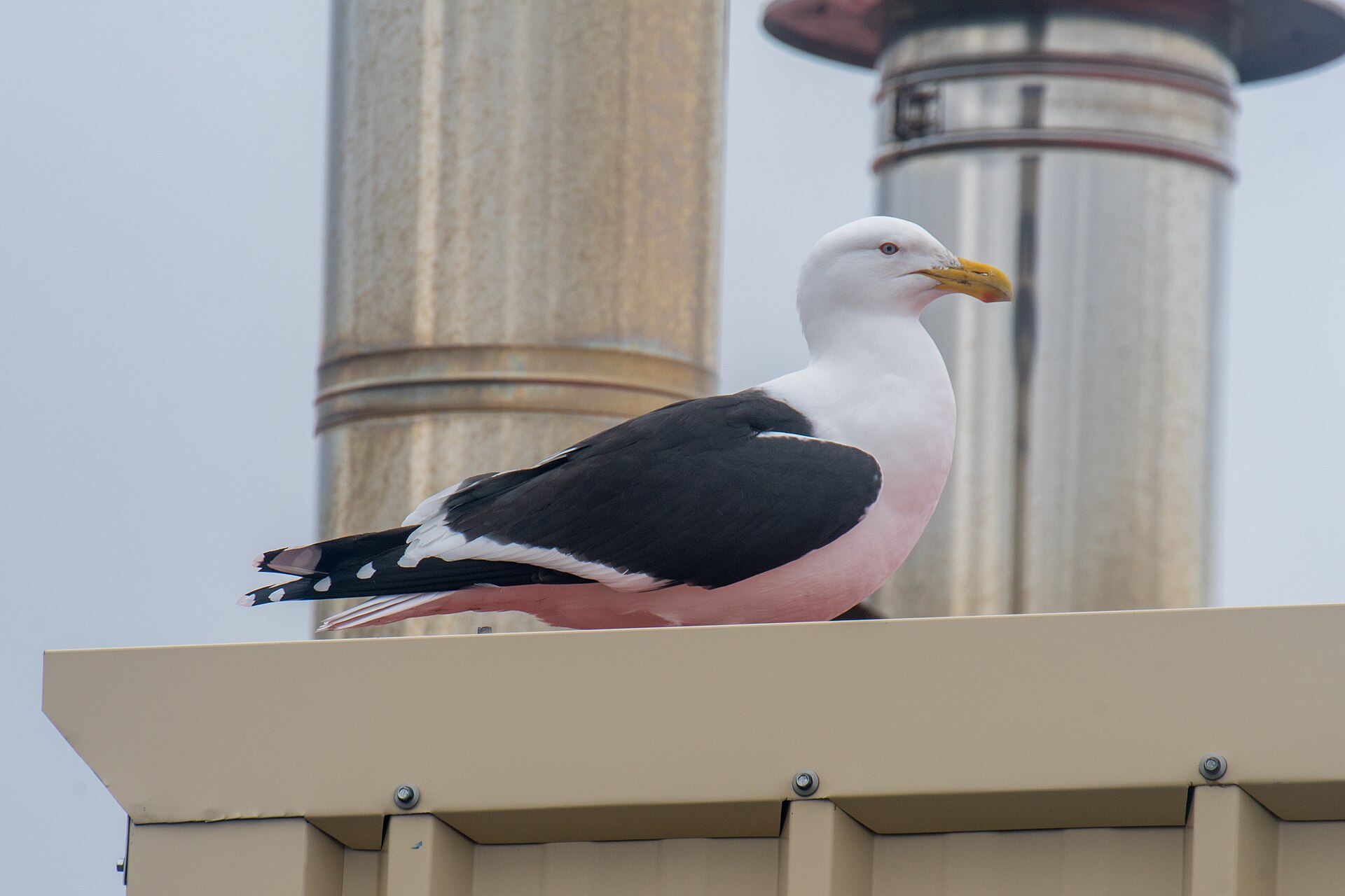 Kelp Gull Kelp Gull (Larus dominicanus)
