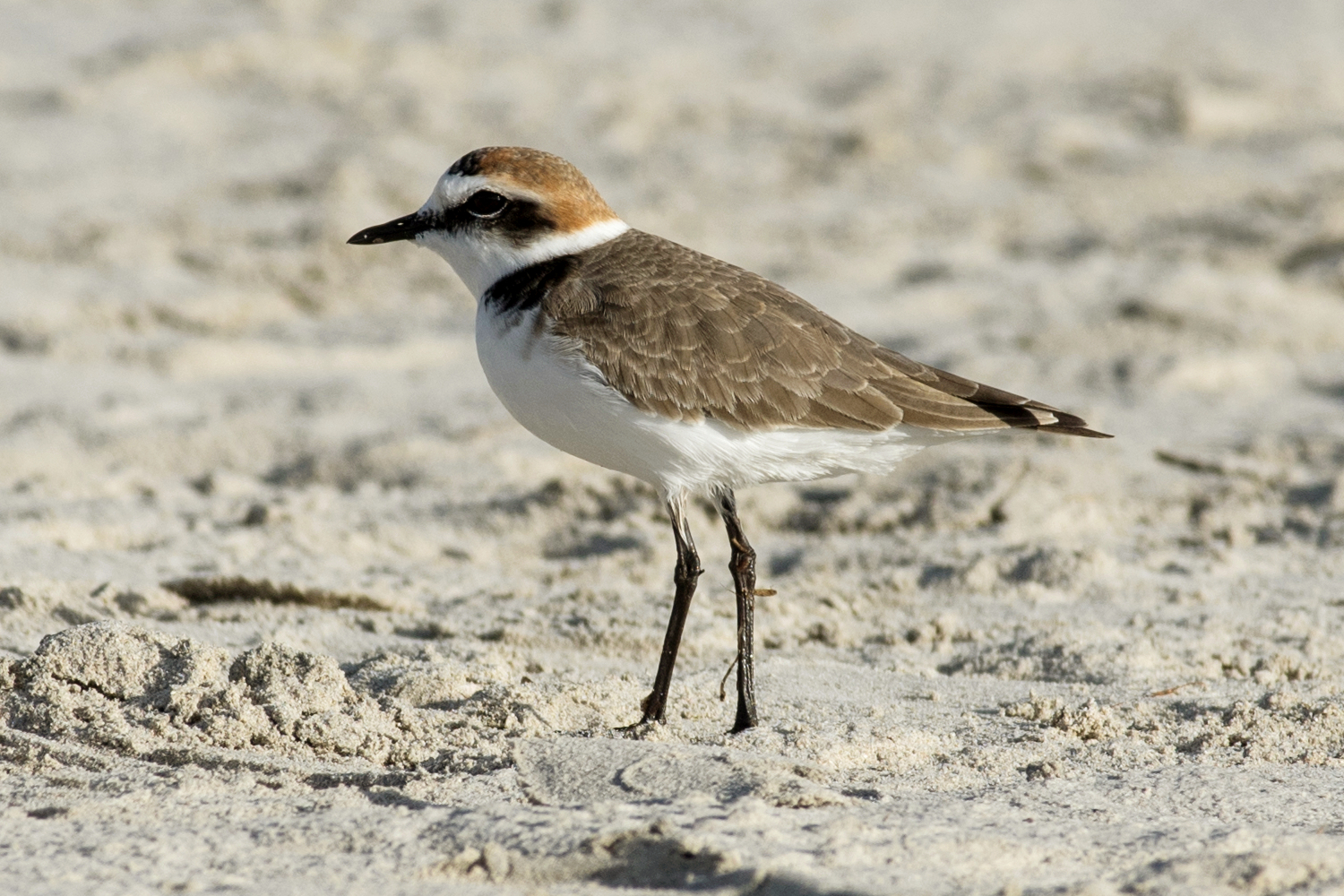 Kentish Plover Kentish Plover (Charadrius alexandrinus)