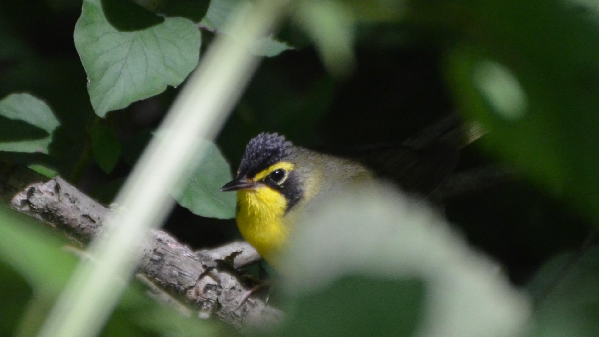 Kentucky Warbler (Geothlypis formosa)