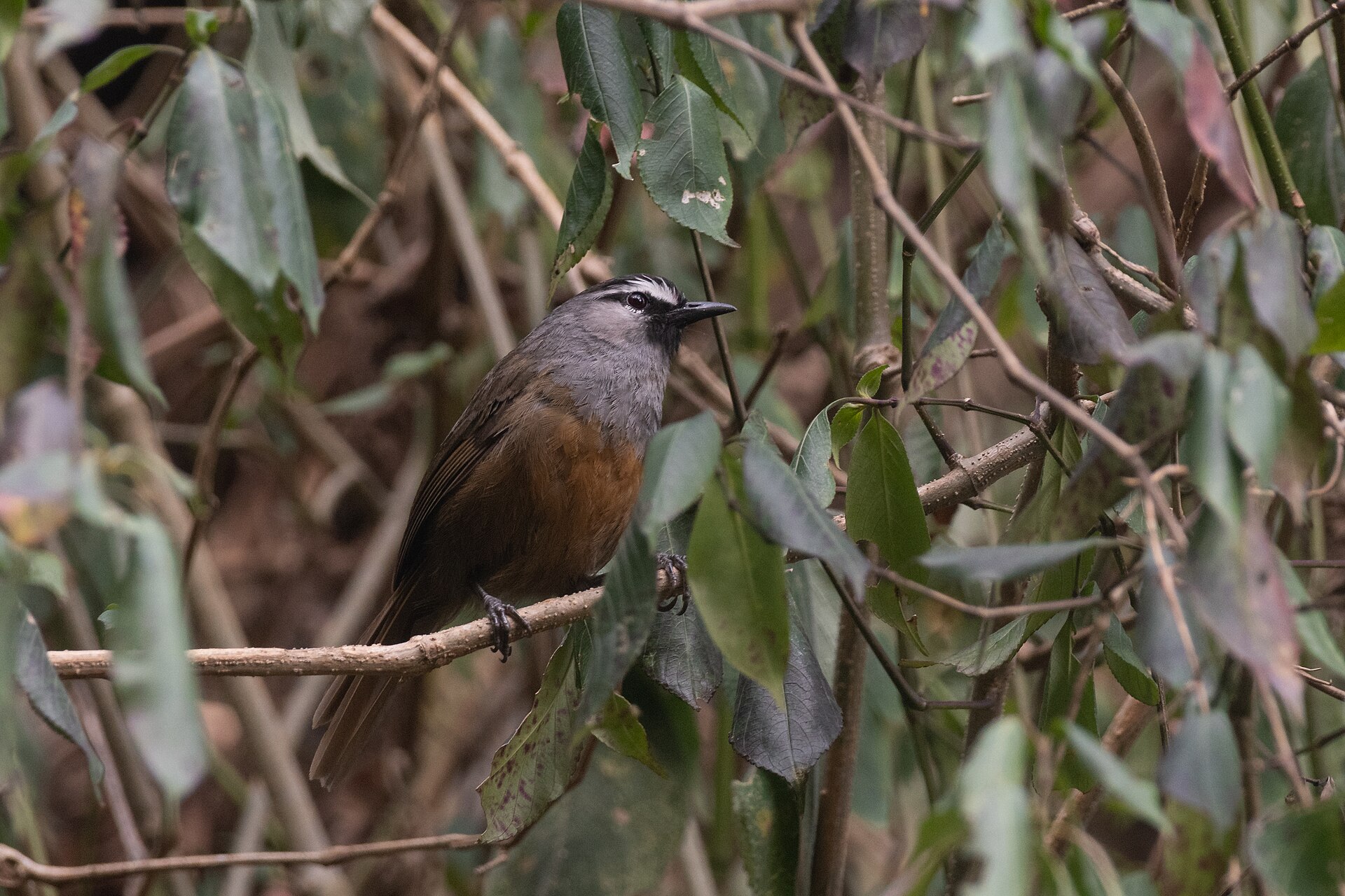 Kerala Laughingthrush ()