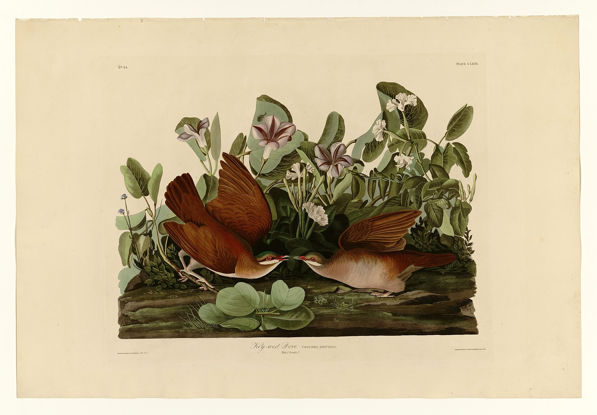 Key West Quail-Dove (Geotrygon chrysia)