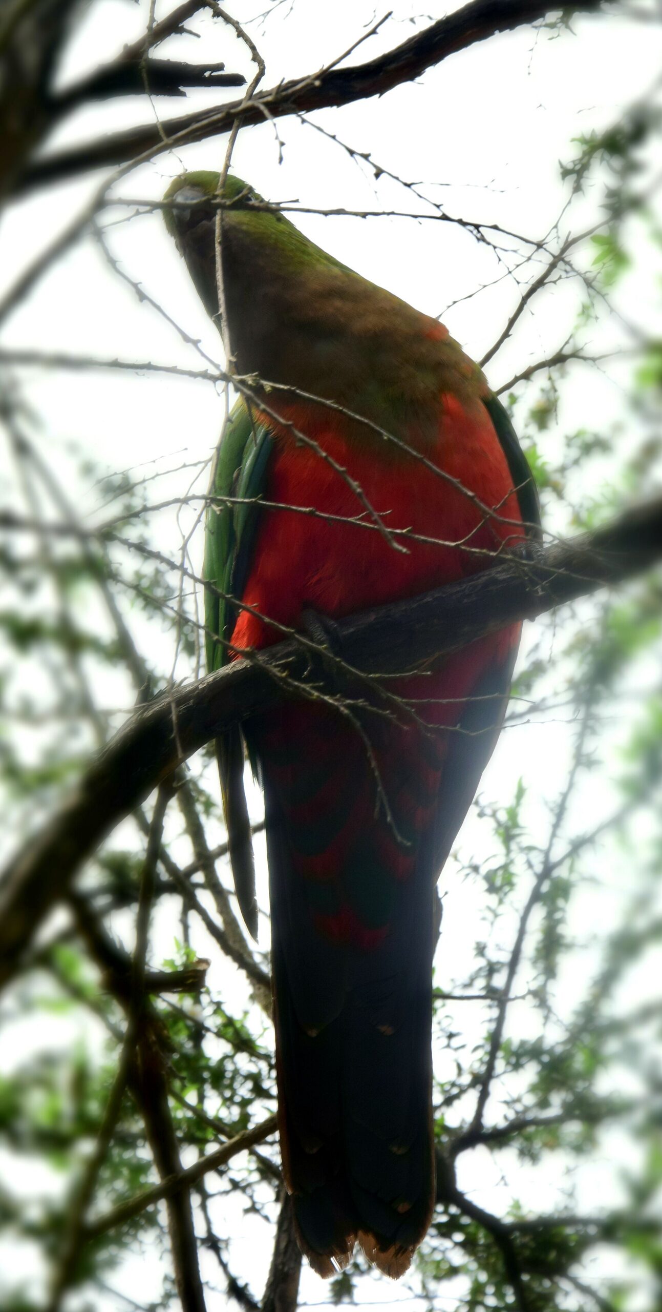 King Parrot (Alisterus scapularis)