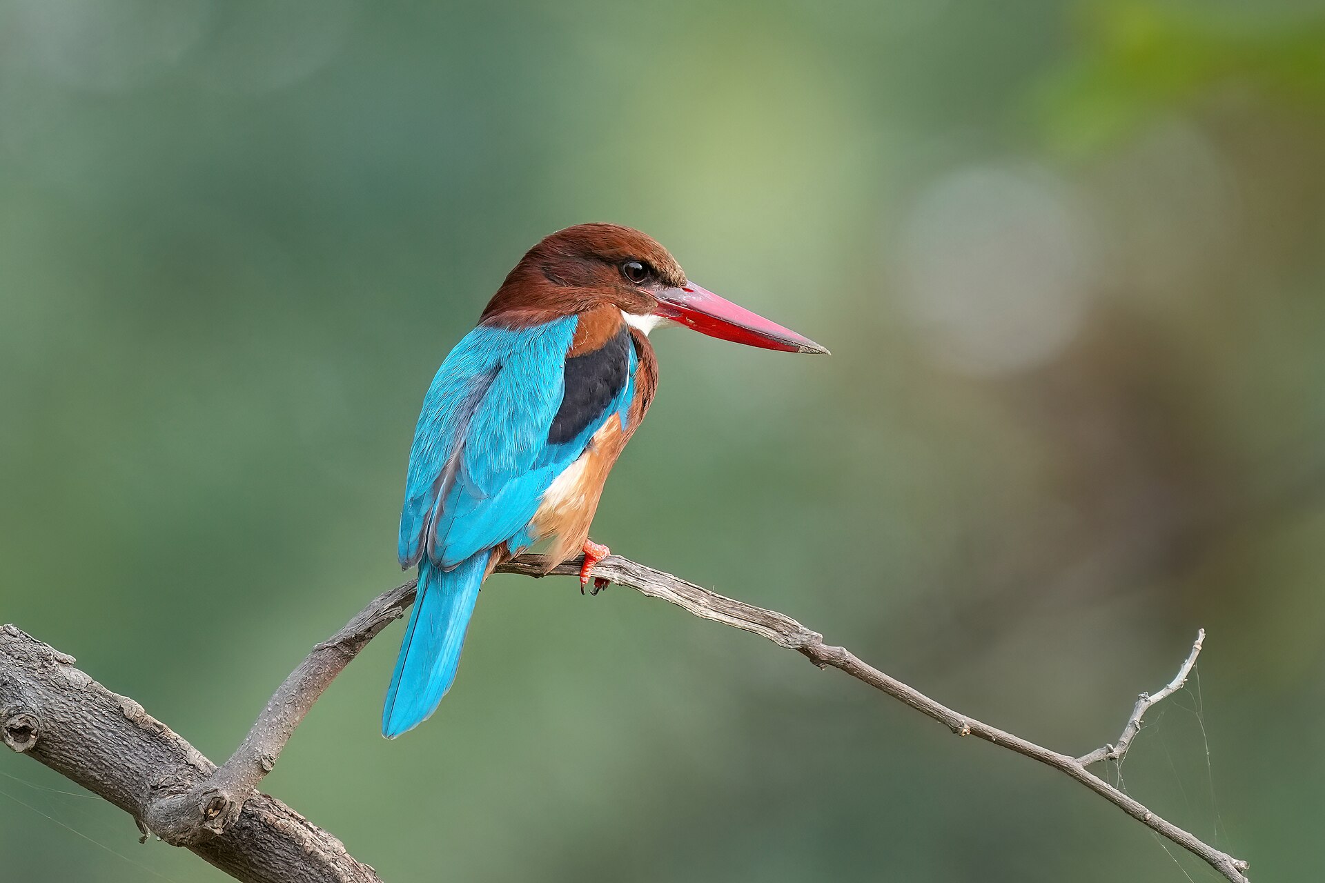 Kingfisher Kingfisher (Chloroceryle americana)