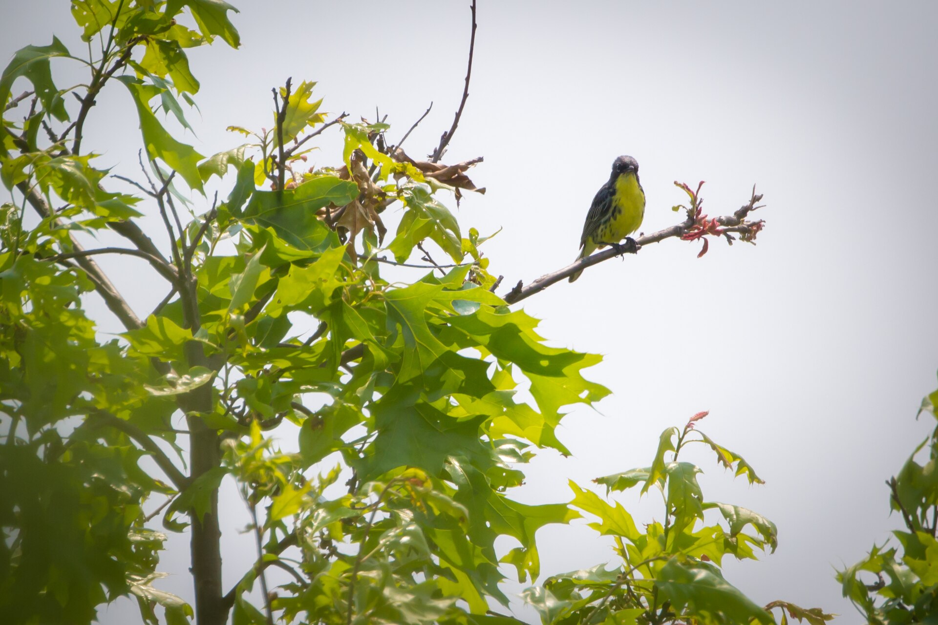 Kirtland Warbler Kirtland Warbler (Setophaga kirtlandii)