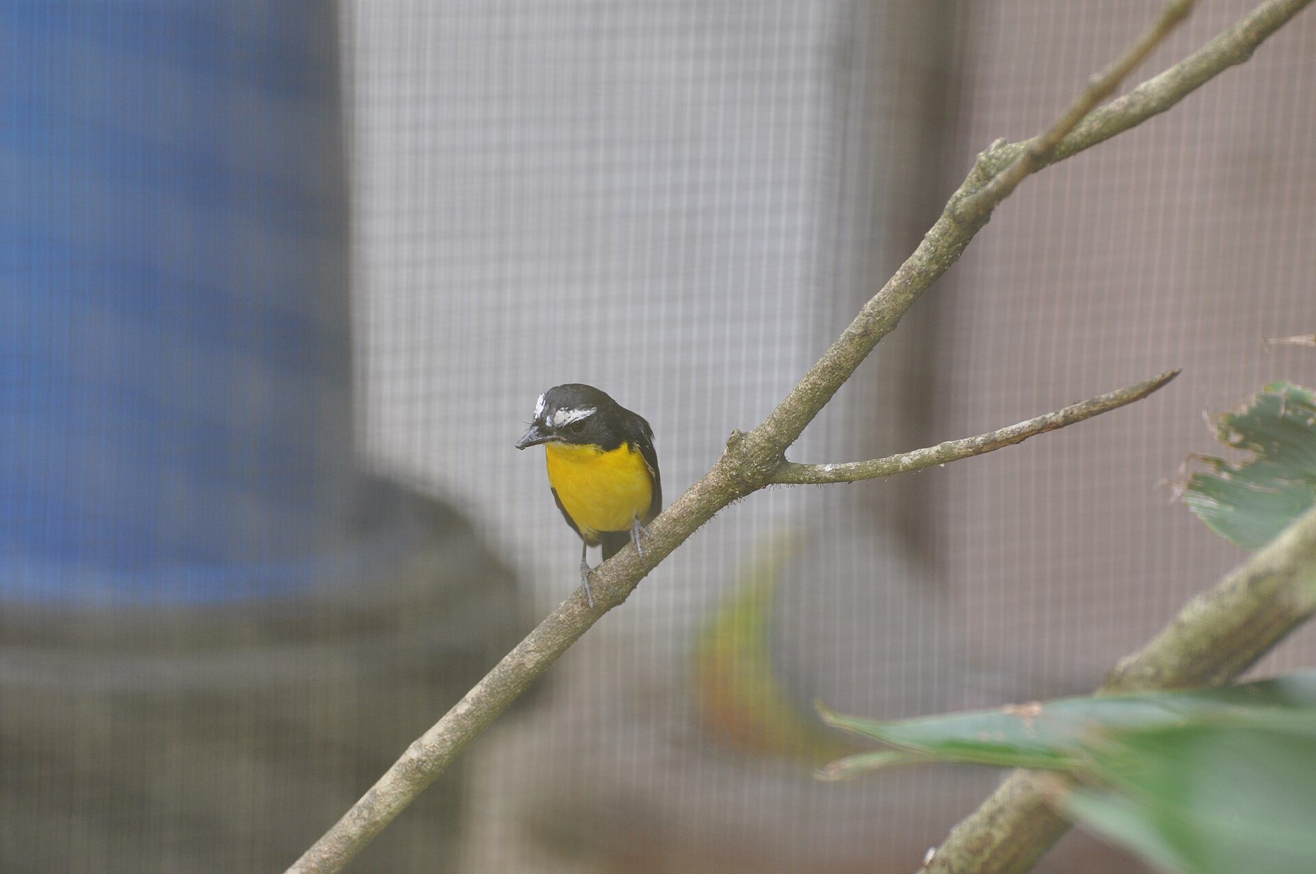 Korean Flycatcher Korean Flycatcher (Ficedula zanthopygia)