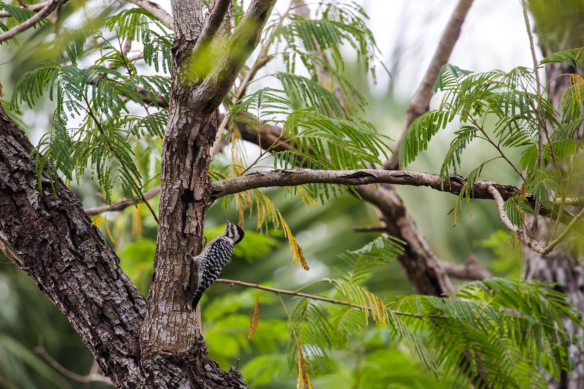 Ladder-backed Woodpecker (Dryobates scalaris)