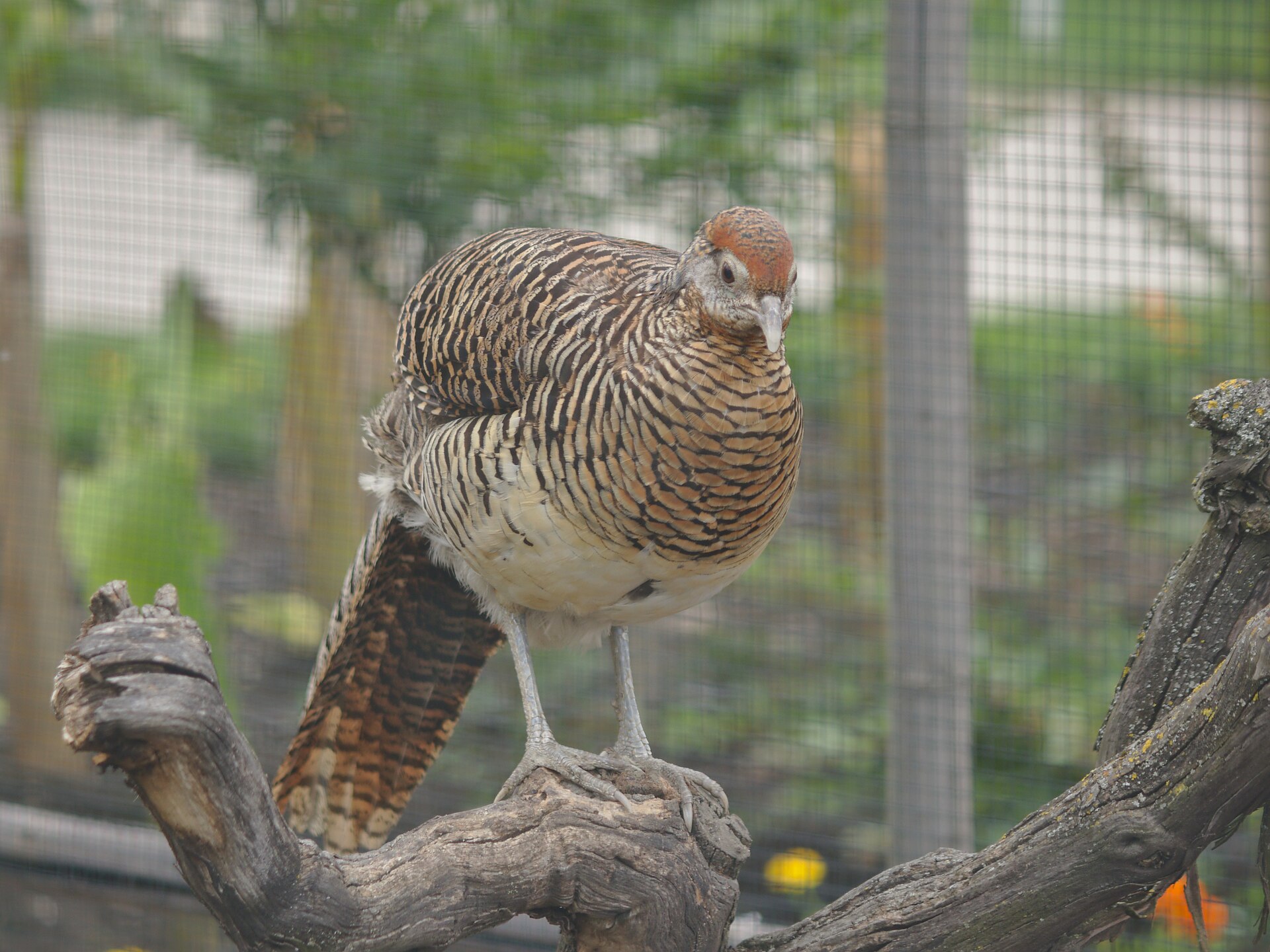 Lady Amherst Pheasant Lady Amherst Pheasant ()