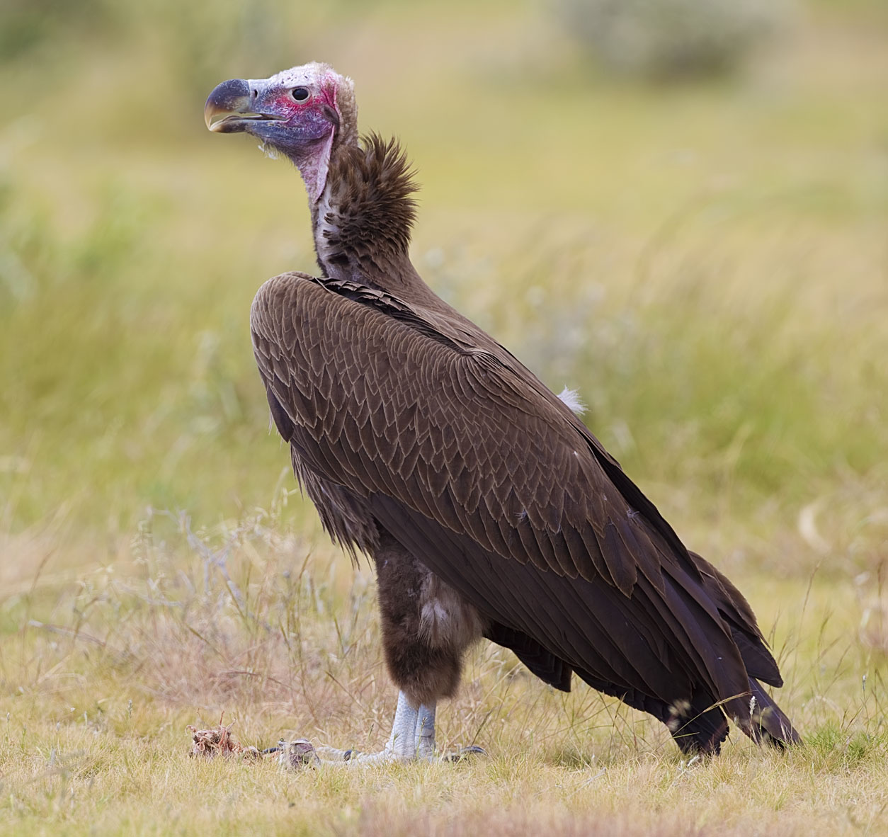Lappet-faced Vulture Lappet-faced Vulture (Torgos tracheliotos)