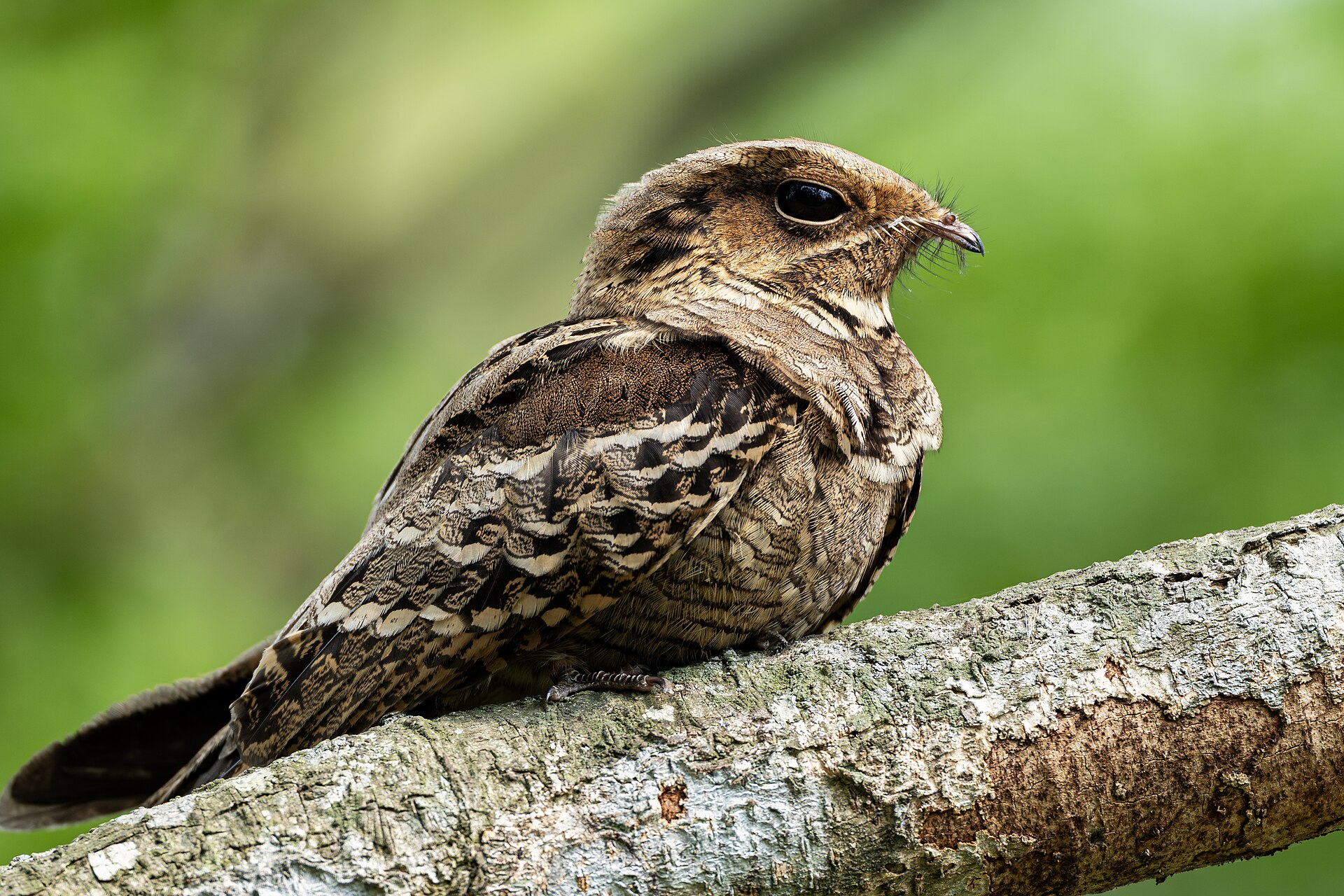 large tailed nightjar