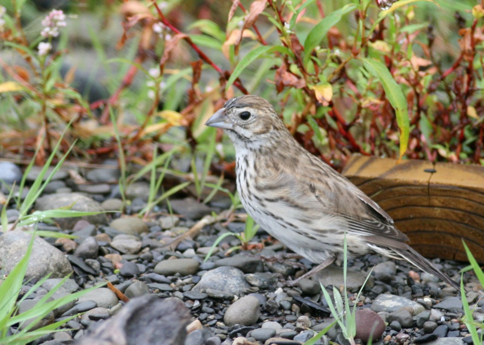 Lark Bunting Lark Bunting ()