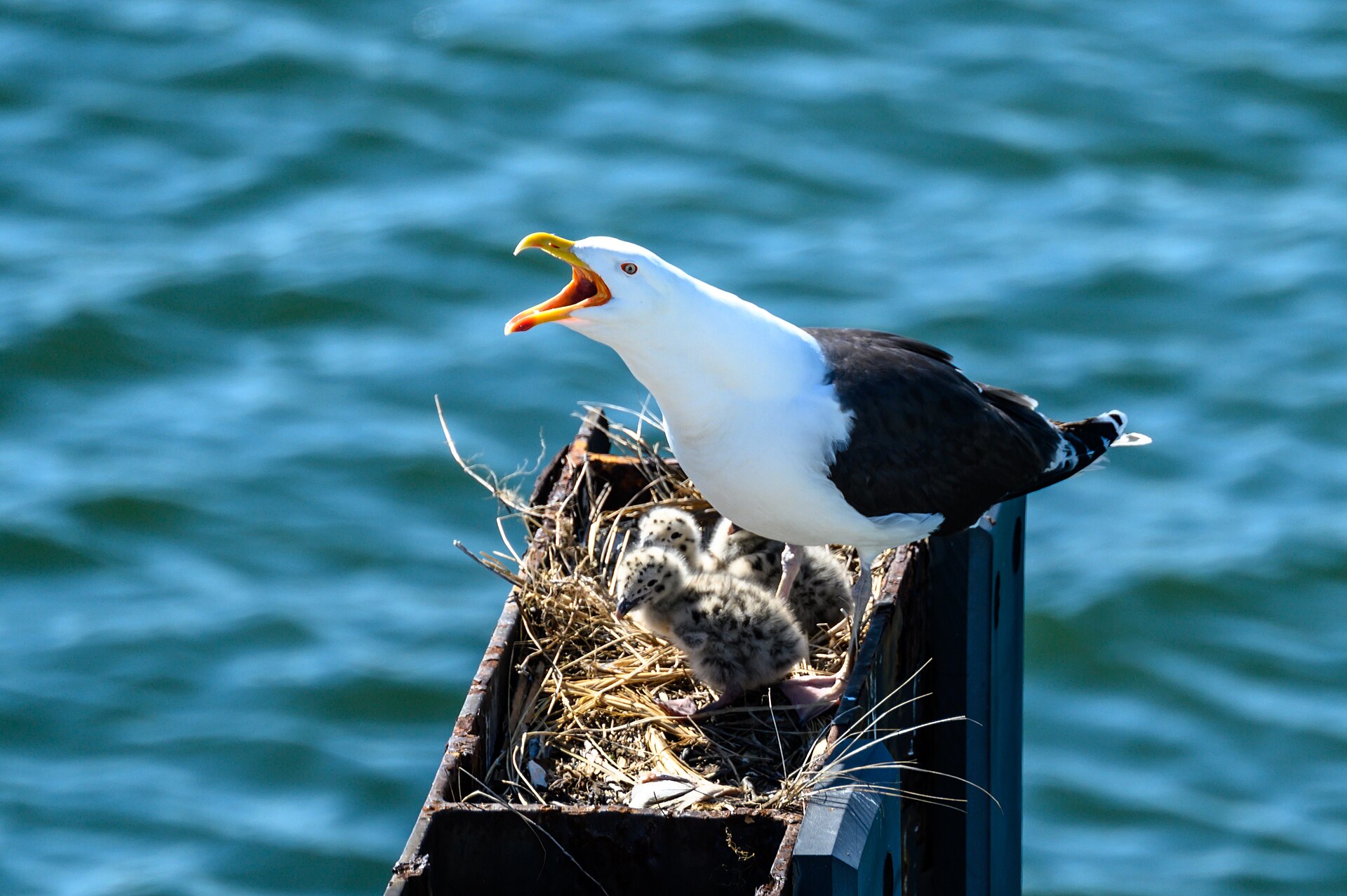 Larus Gull ()