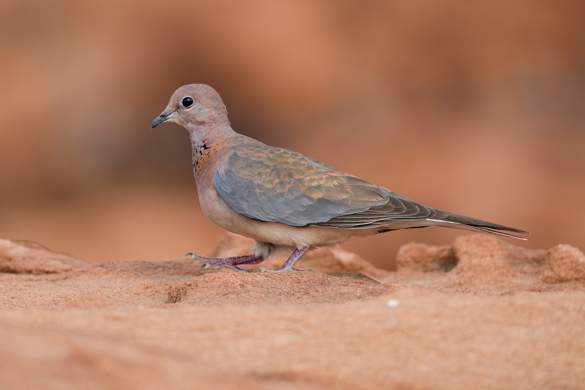Laughing Dove Laughing Dove ()