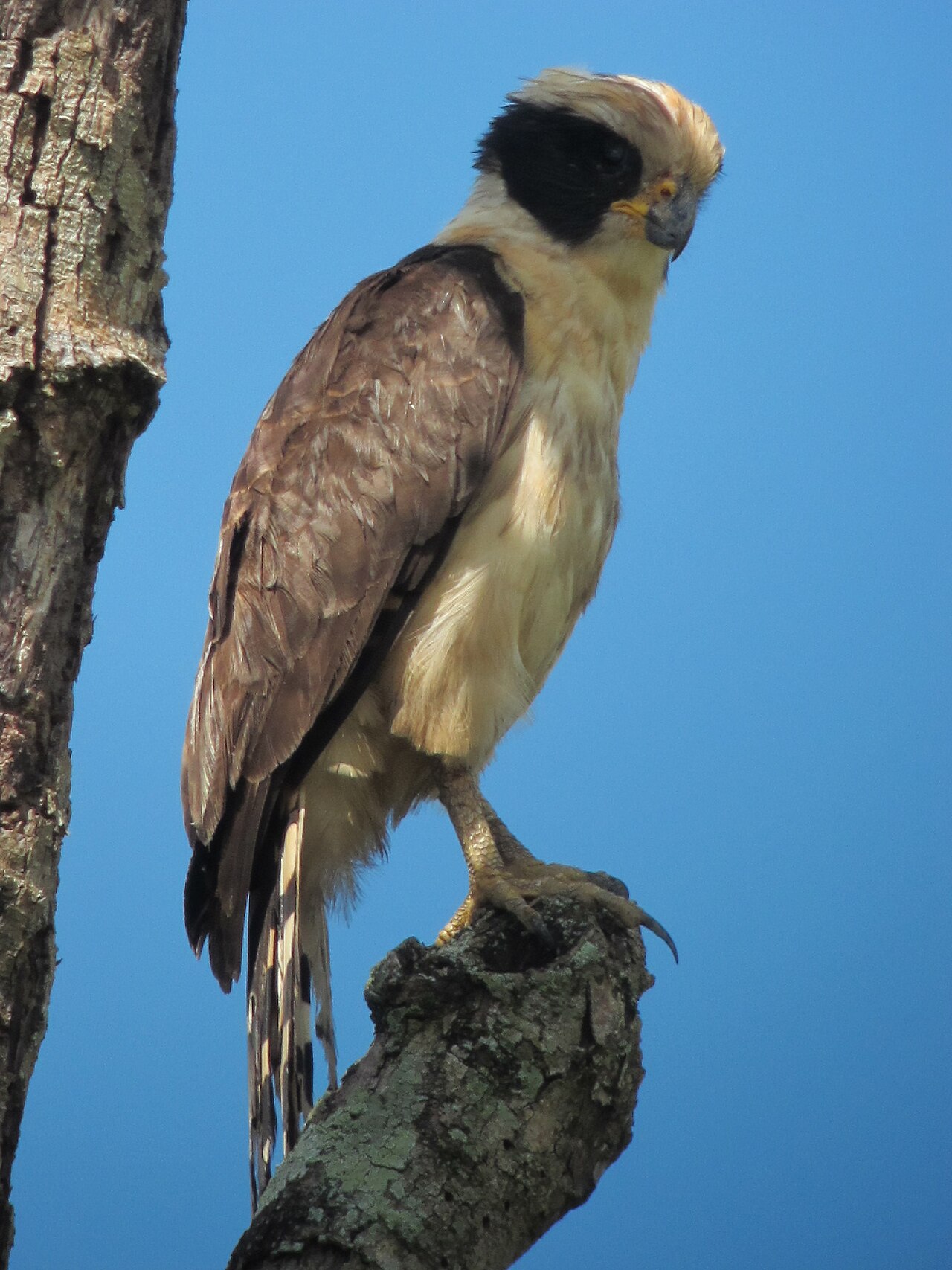 Laughing Falcon Laughing Falcon (Herpetotheres cachinnans)