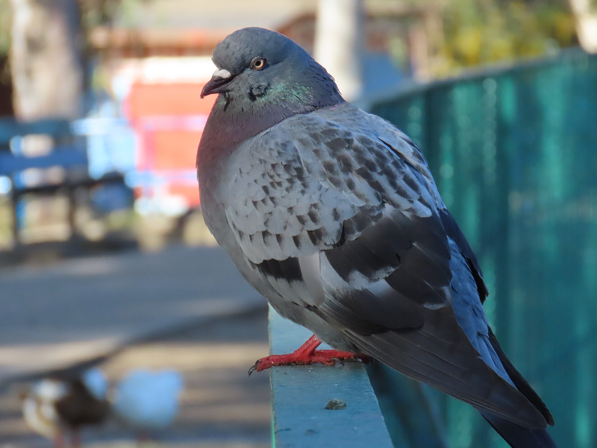 Laurel Pigeon Laurel Pigeon (Columba bollii)