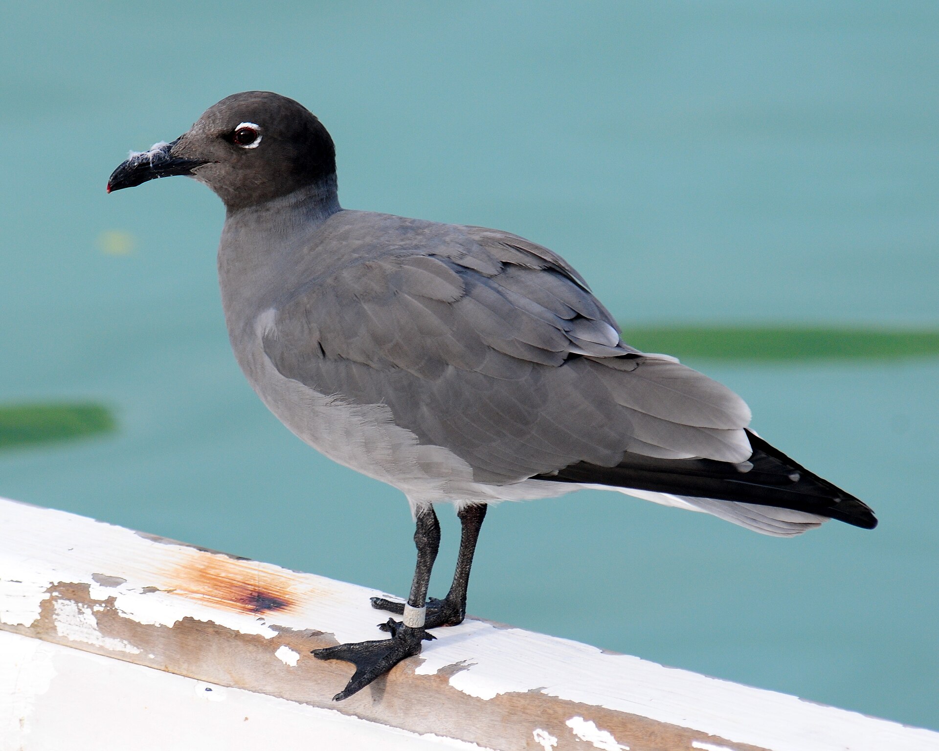 lava gull