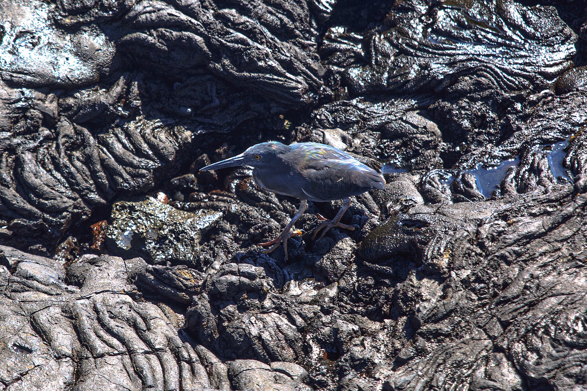 Lava Heron Lava Heron (Butorides sundevalli)