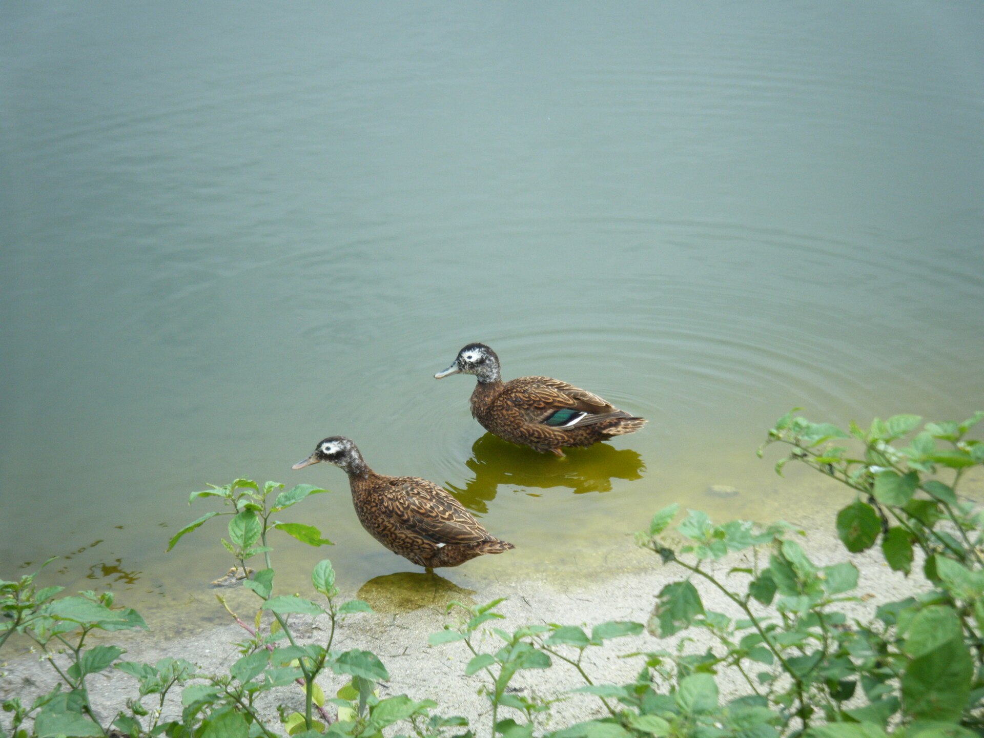 Laysan Duck (Anas laysanensis)