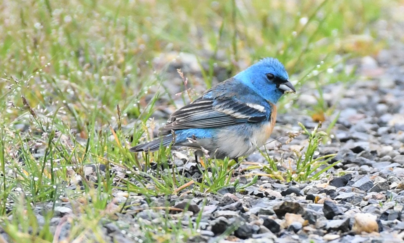 Lazuli Bunting Habitat ()