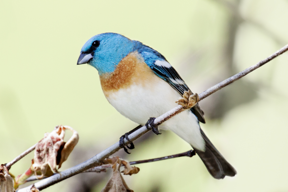 Lazuli Bunting (Passerina amoena)