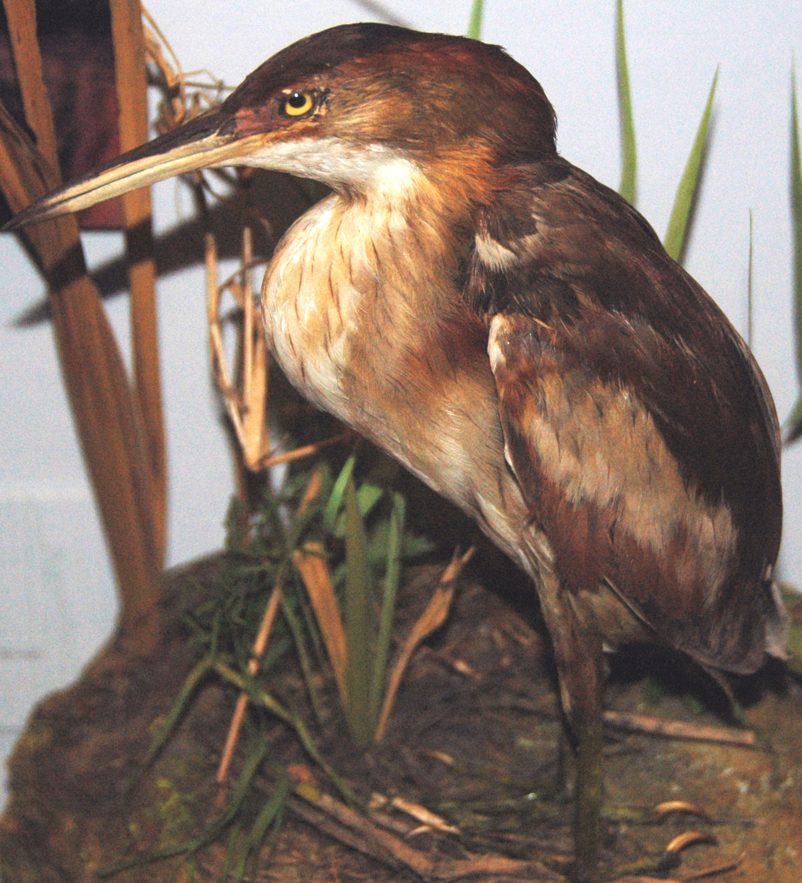 Least Bittern (Ixobrychus exilis)